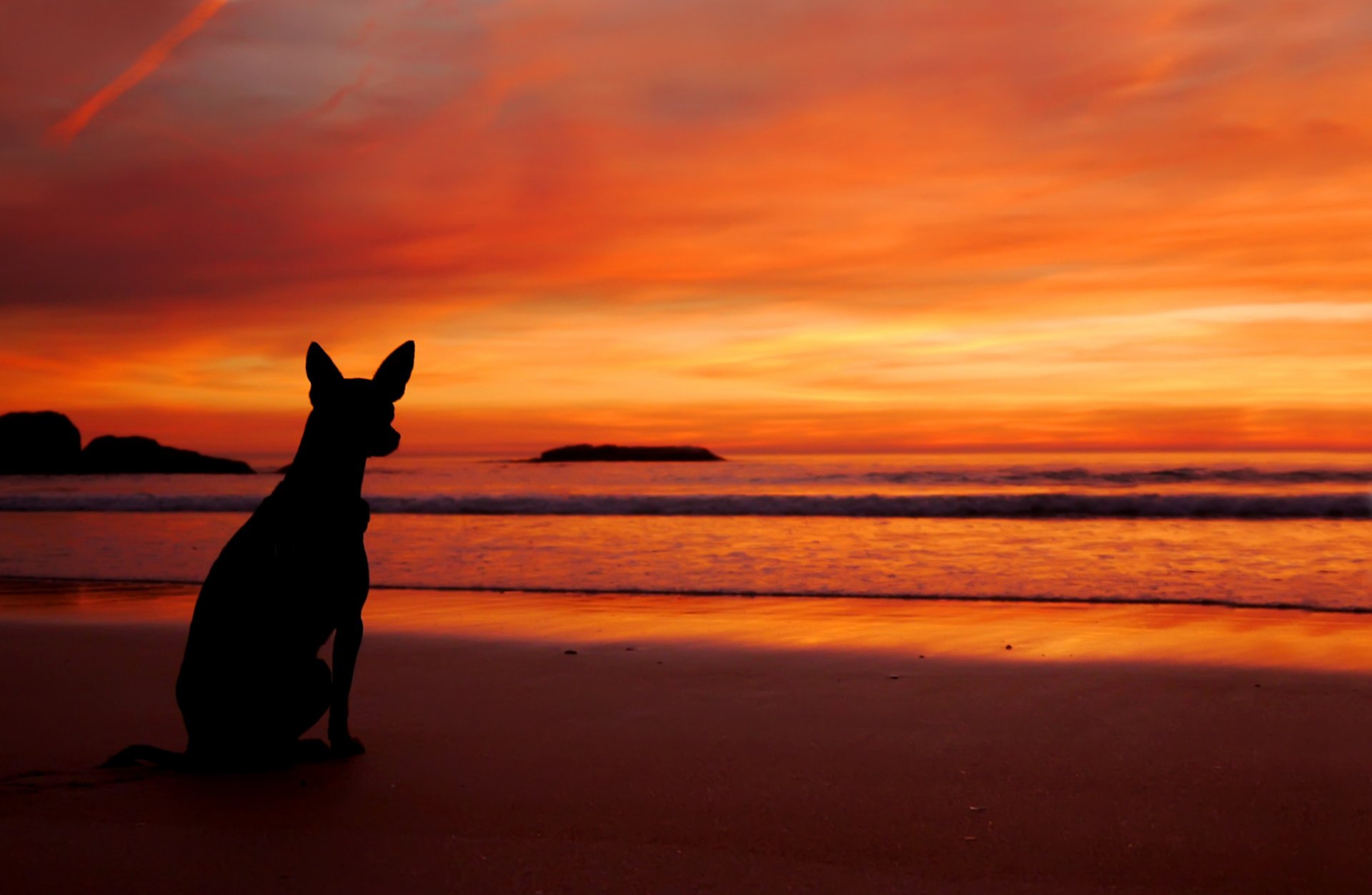 mer plage coucher de soleil chien silhouette