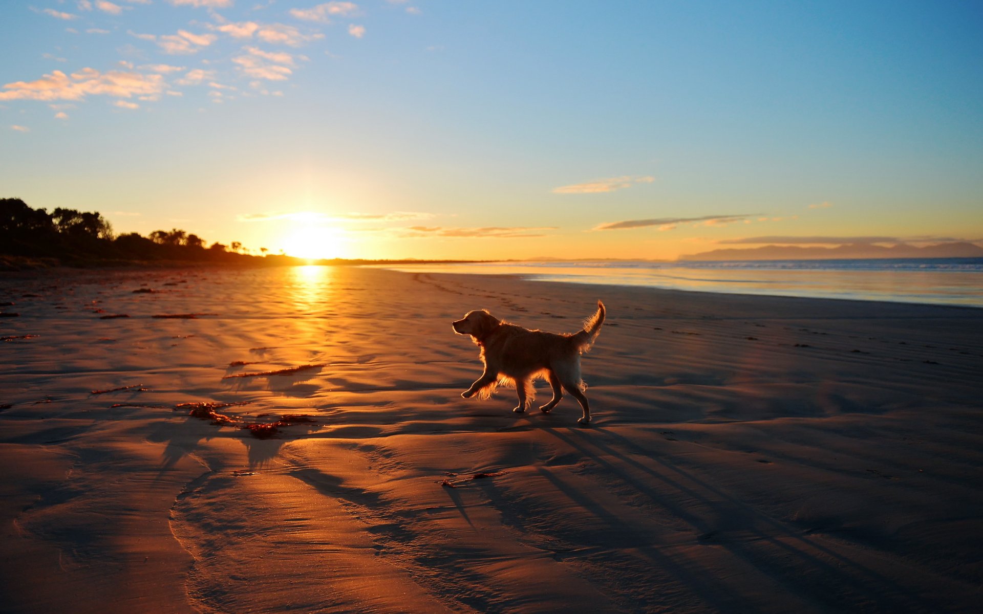 sonnenuntergang meer hund freund landschaft