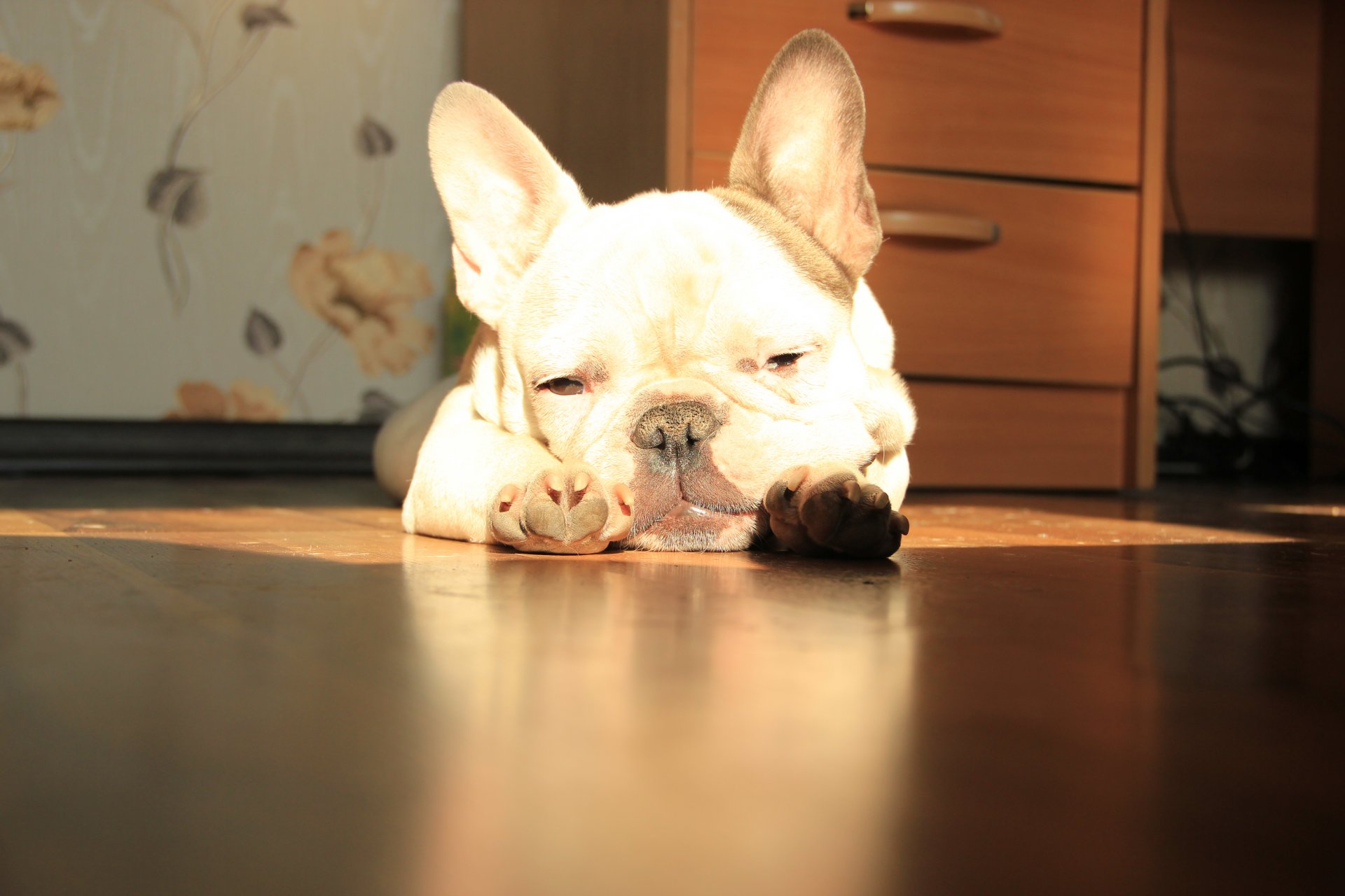 bouledogue français couché soleil