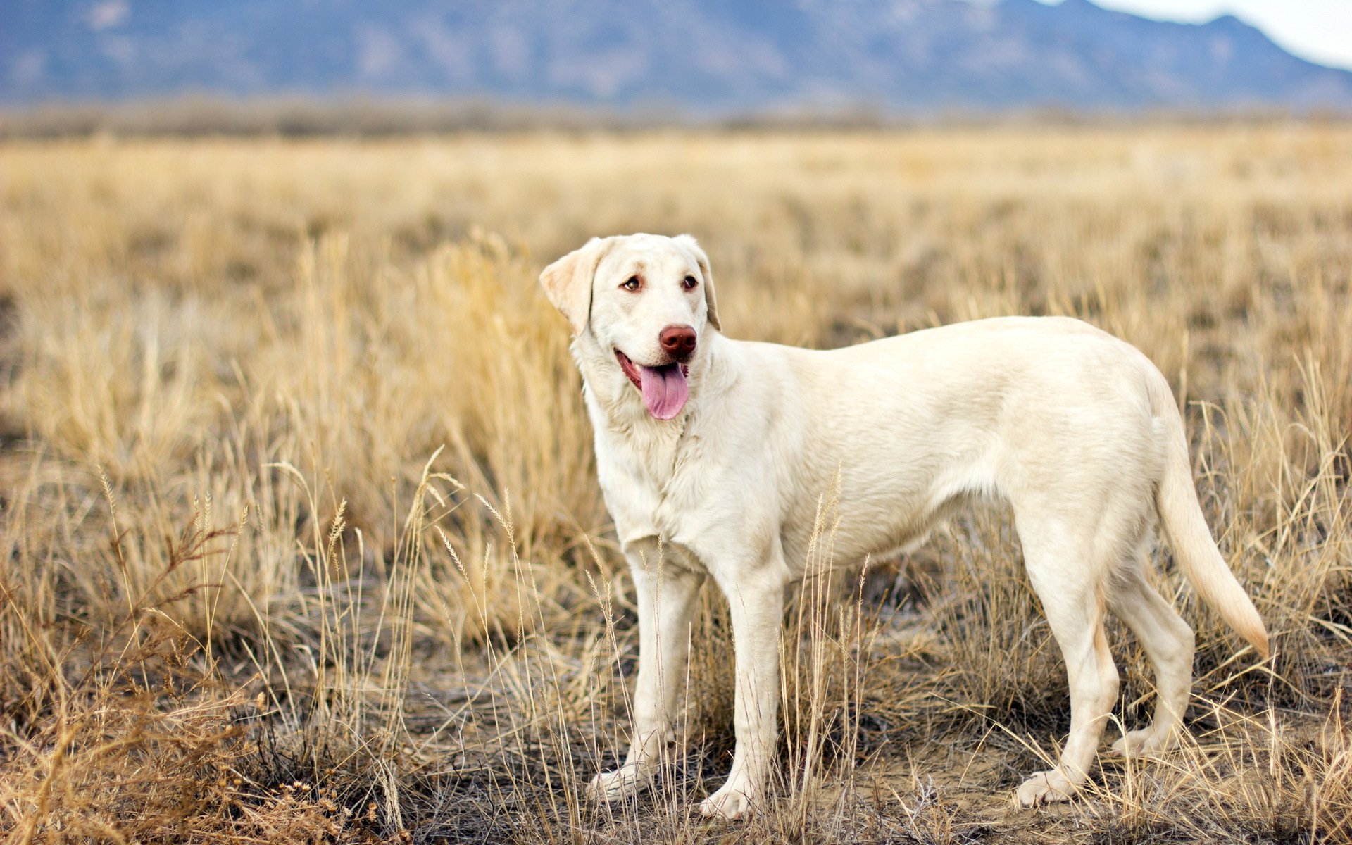 hund blick feld