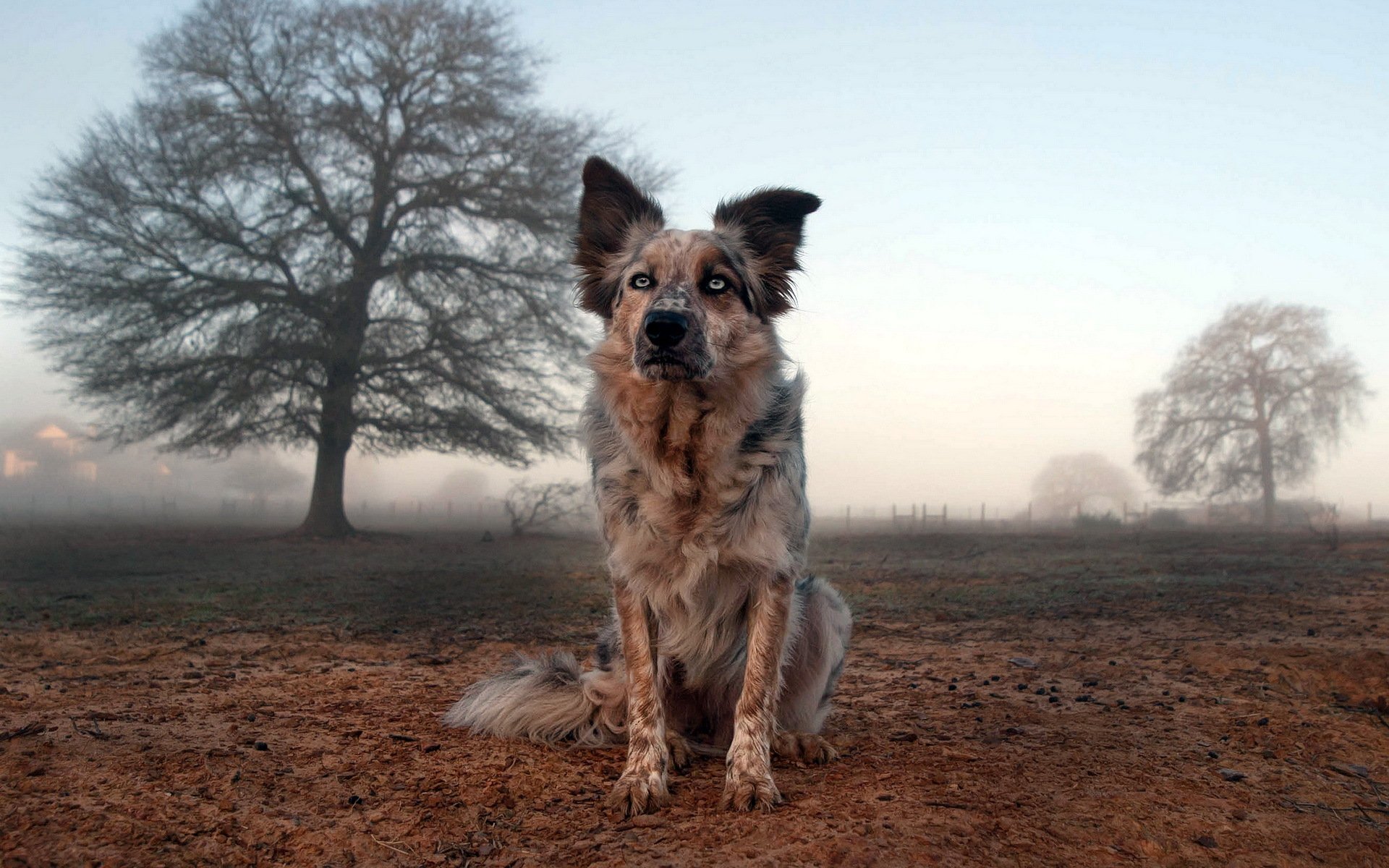 cane amico campo