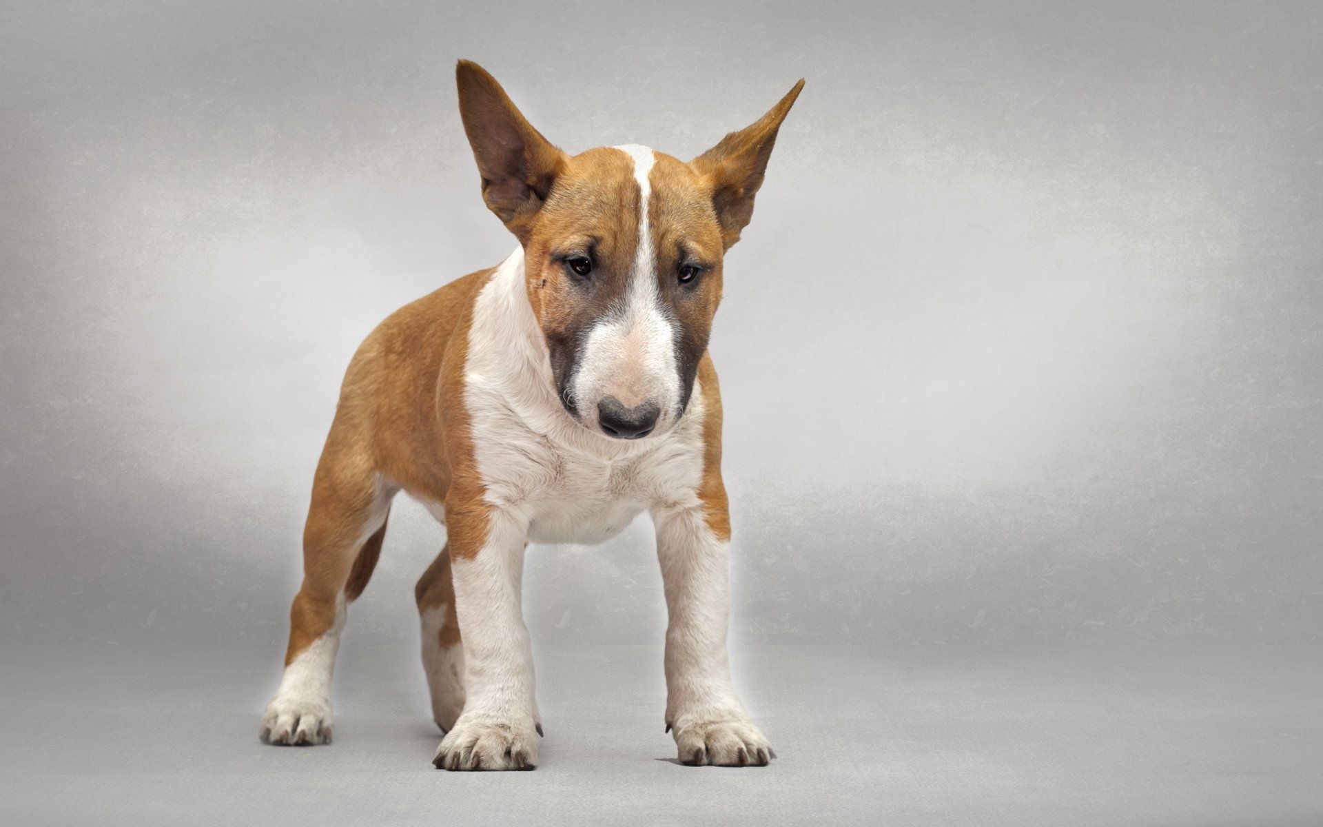 bull terrier dog other