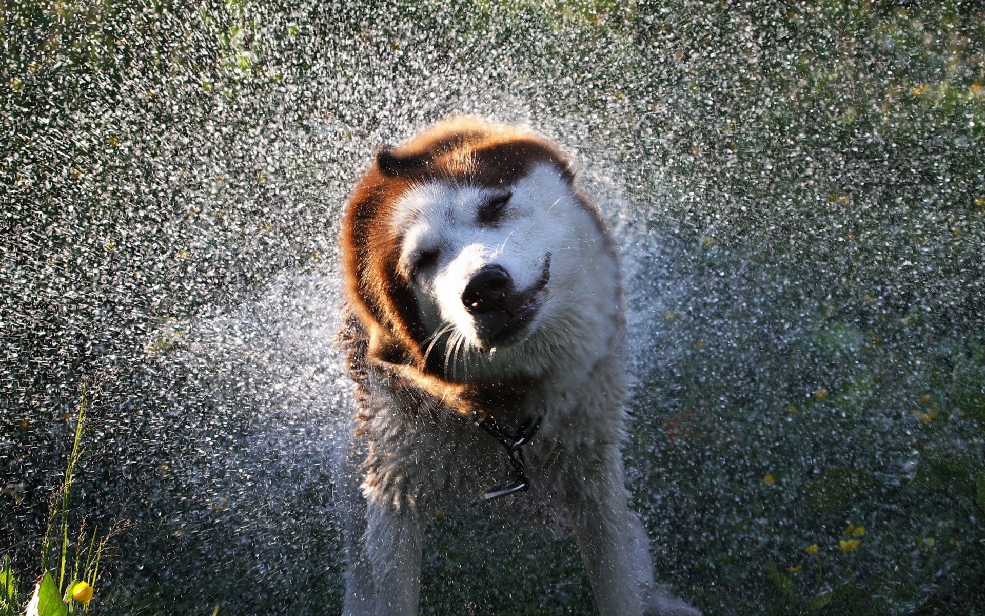 chien eau éclaboussures