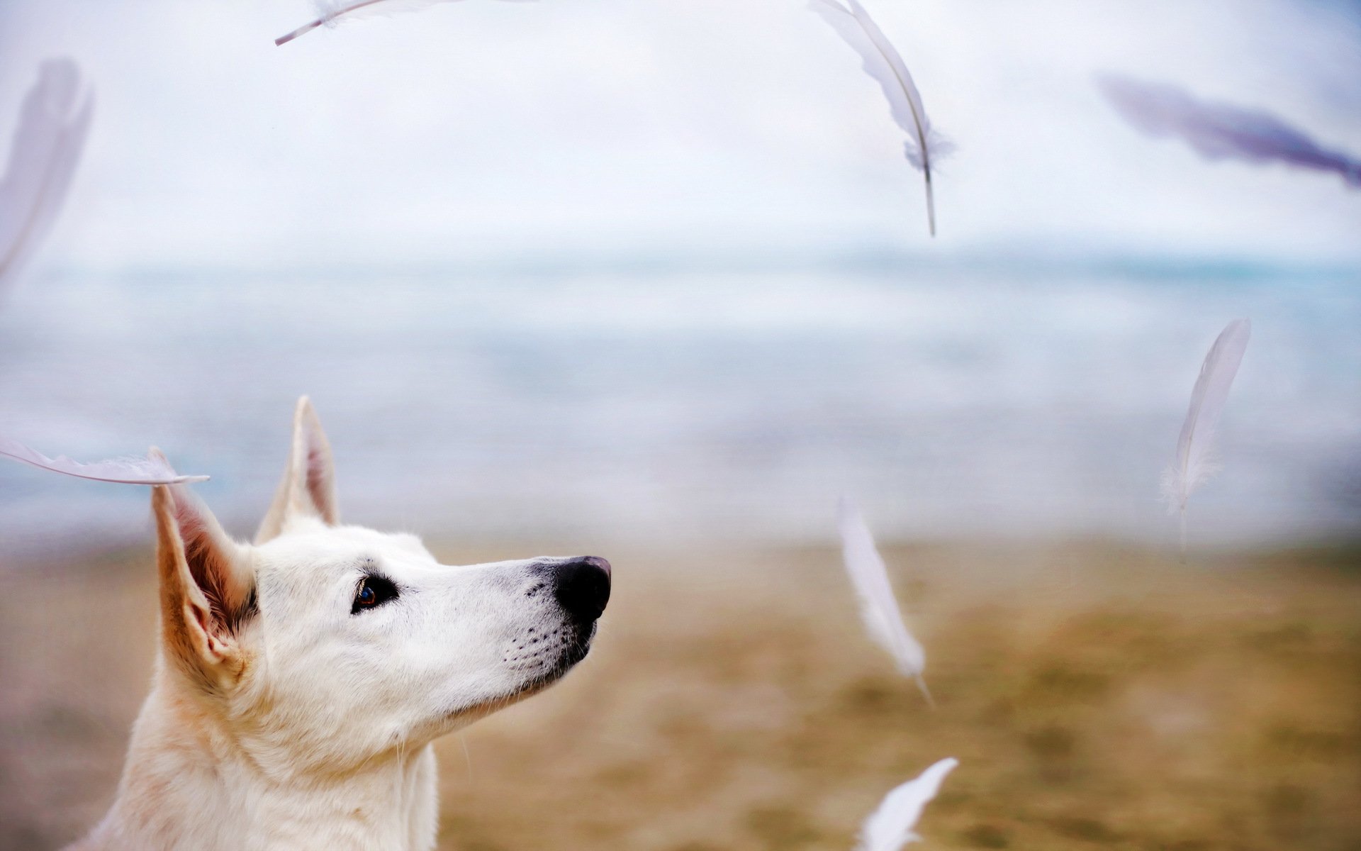 perro amigo plumas