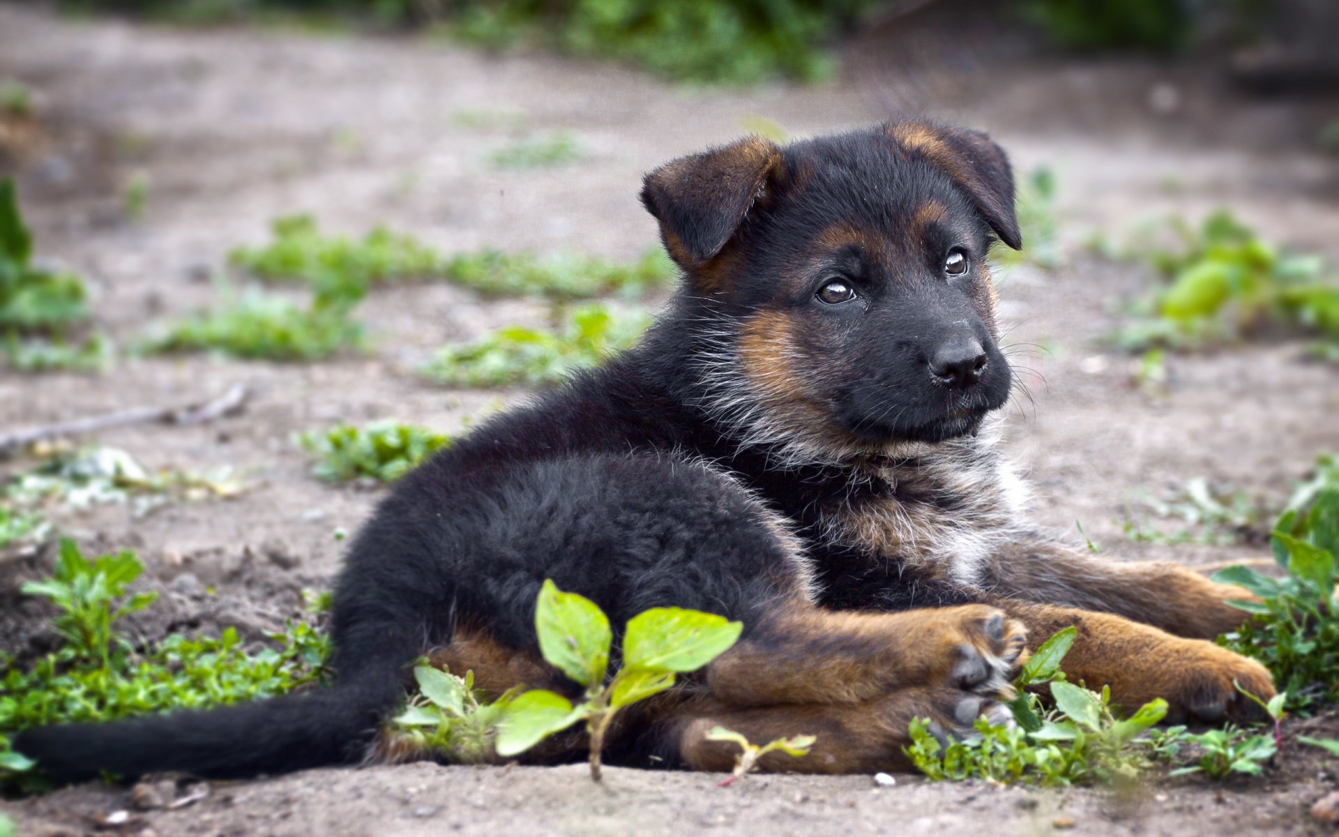 berger allemand chien ami