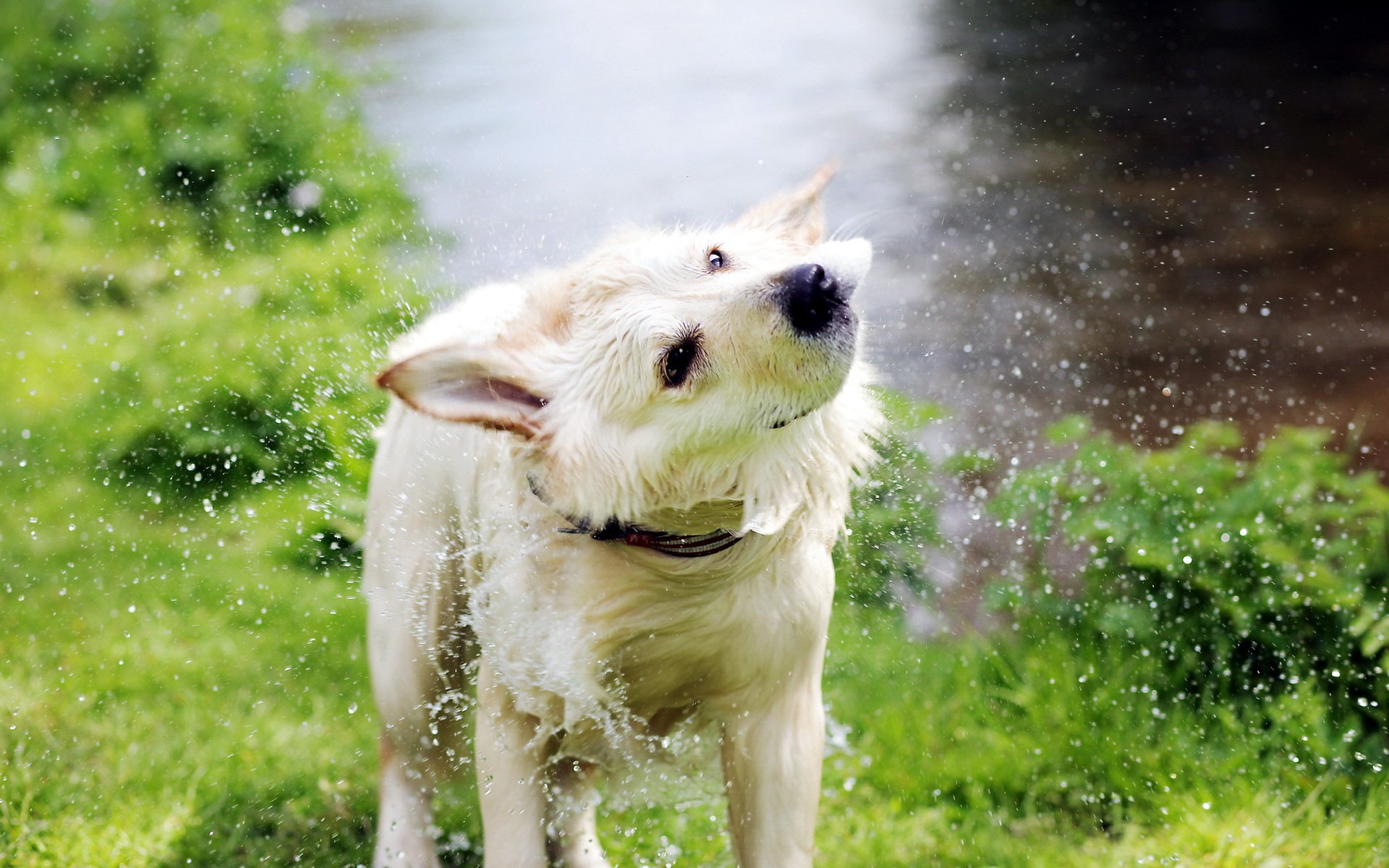 cane acqua spruzzi