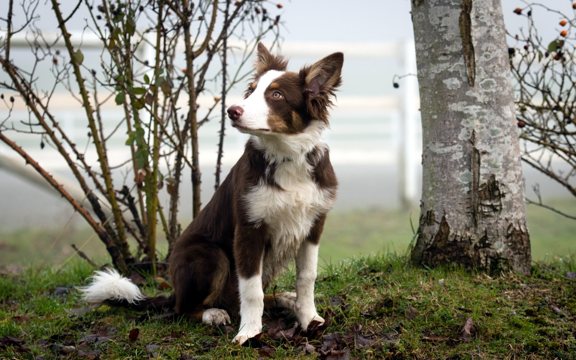 chien vue fond