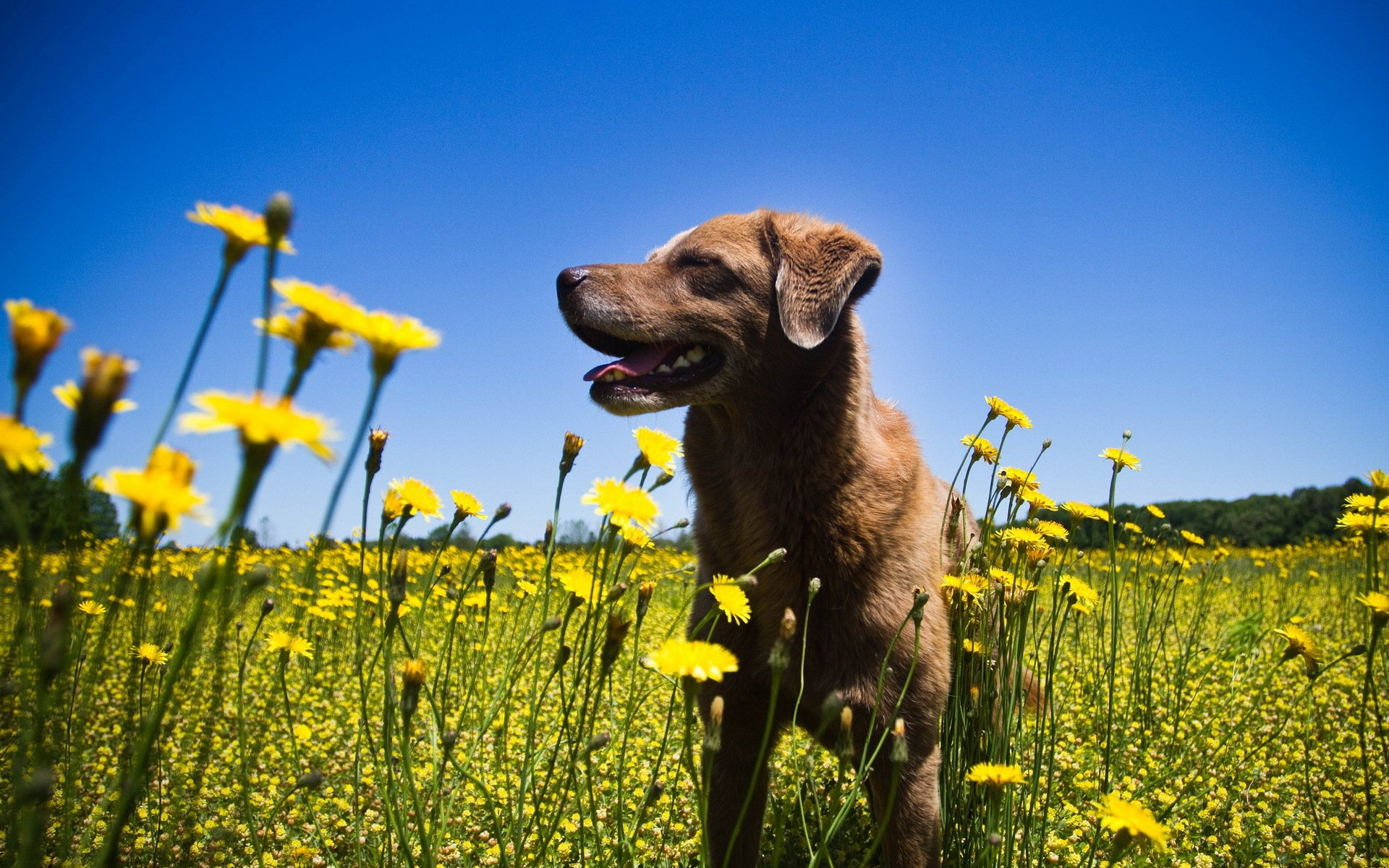 perro flores verano