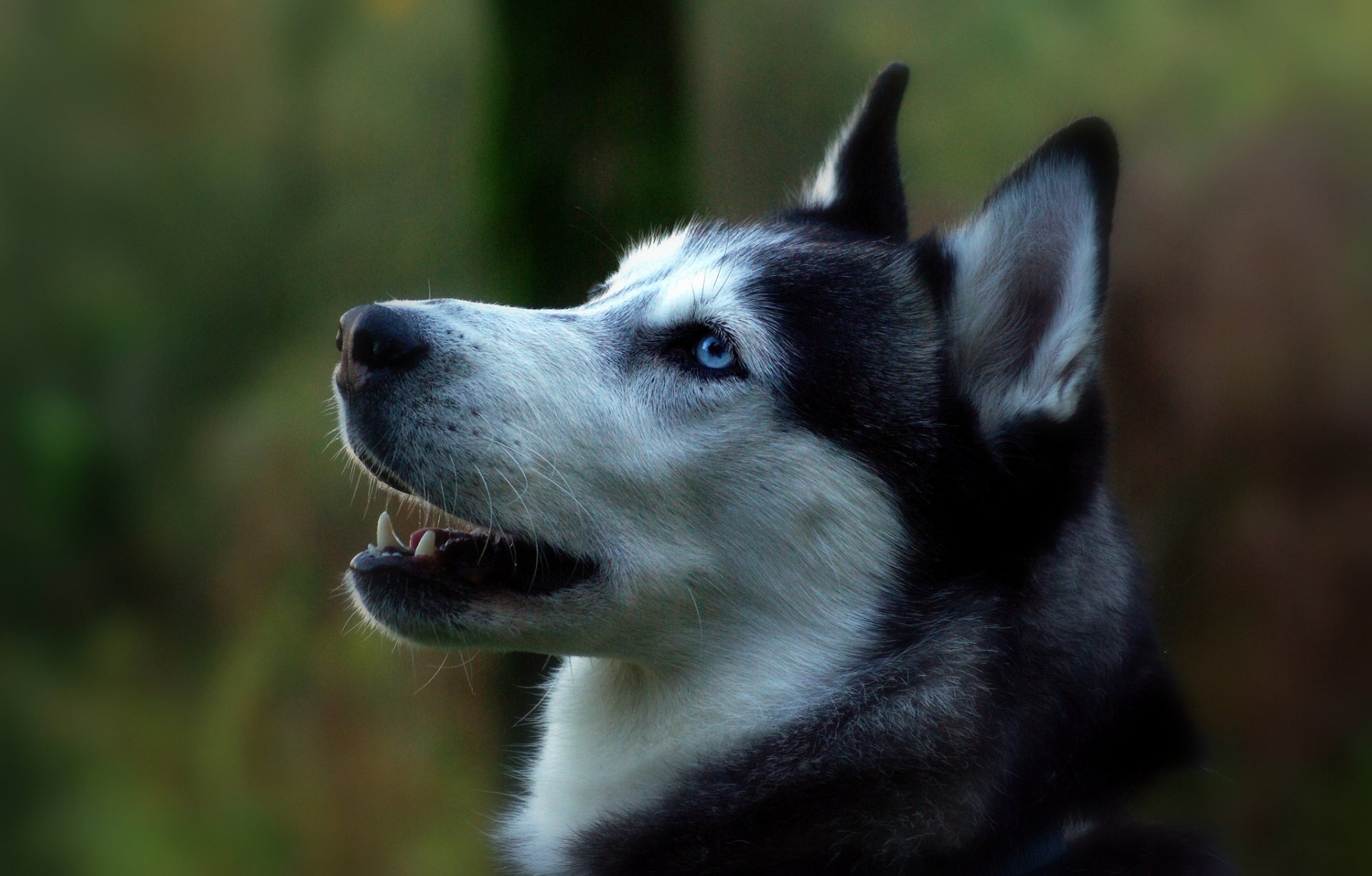 perro husky siberiano perfil retrato