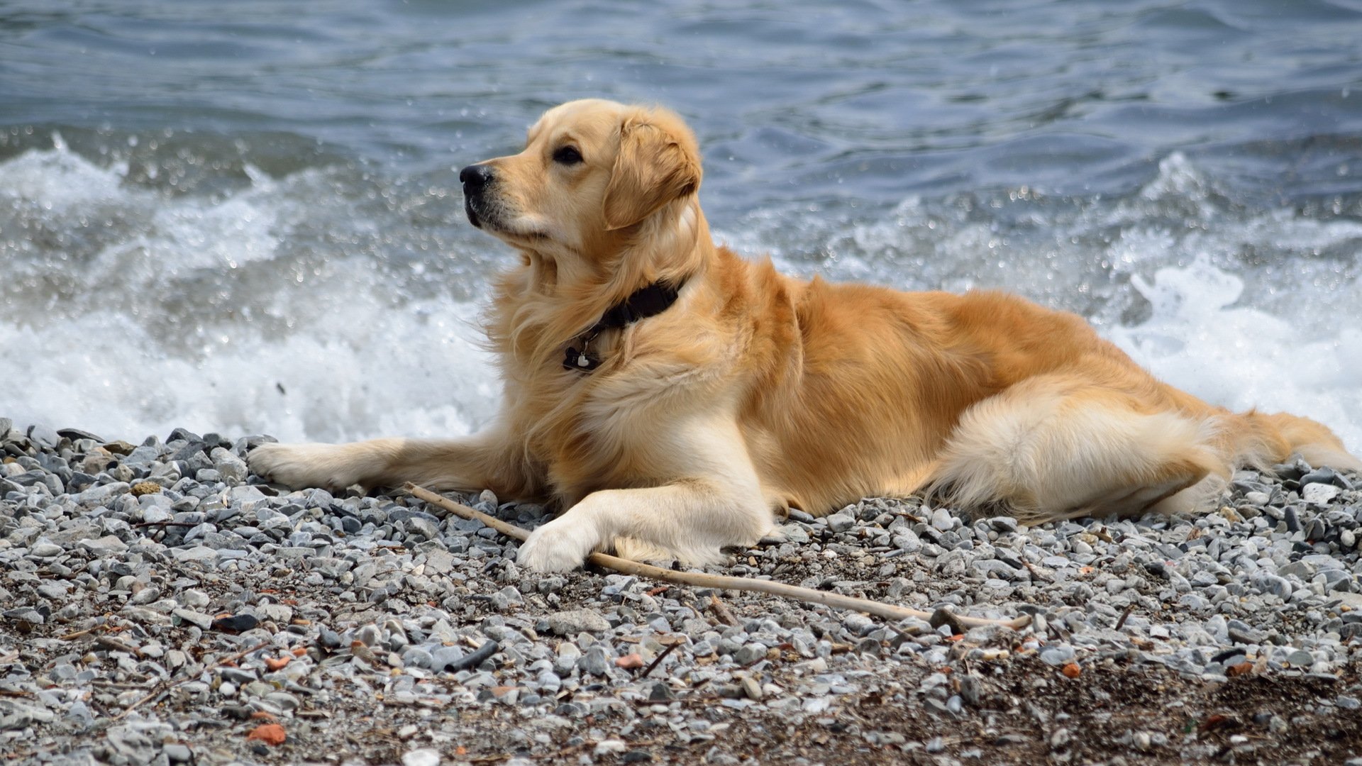 perro amigo mar