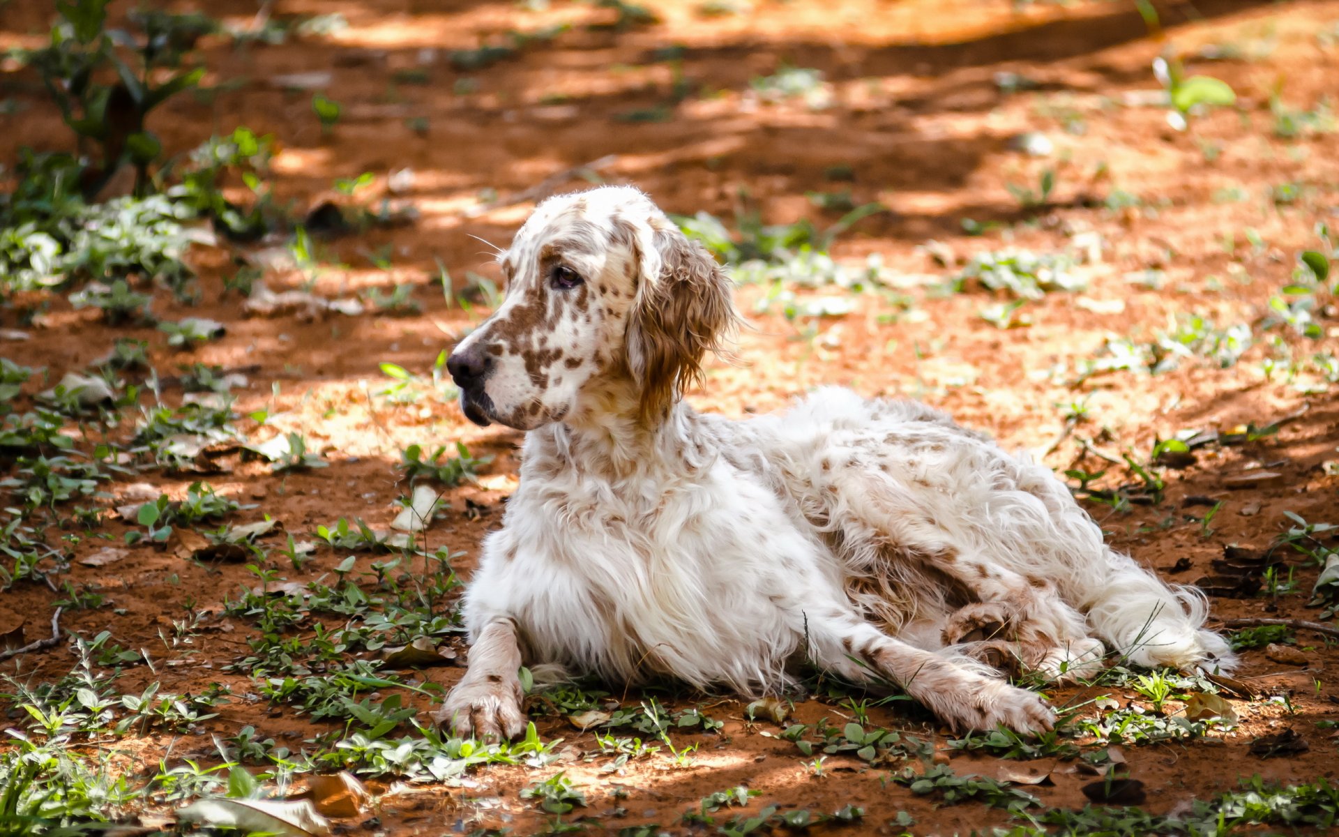 englischer setter hund natur