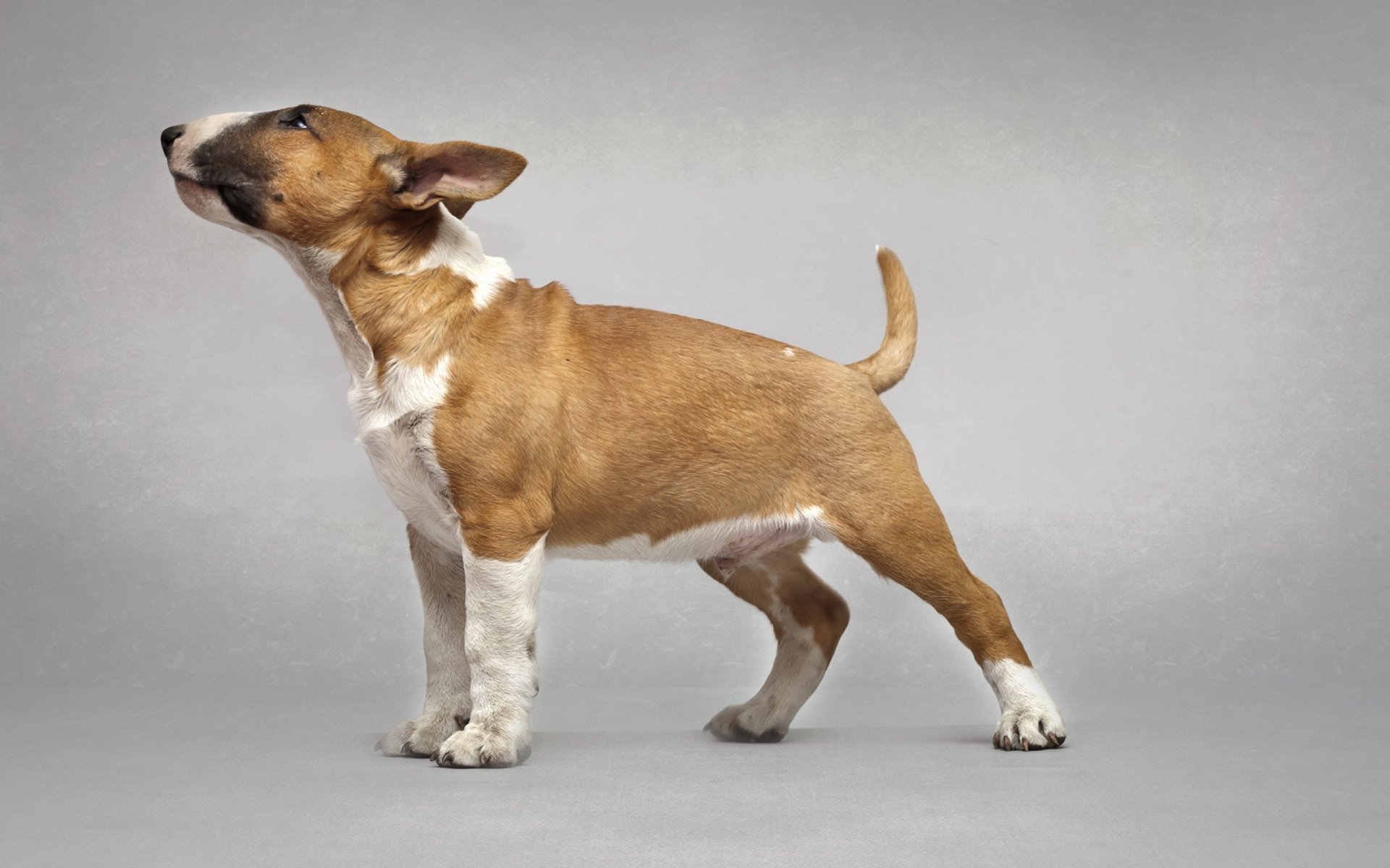 bullterrier hund freund