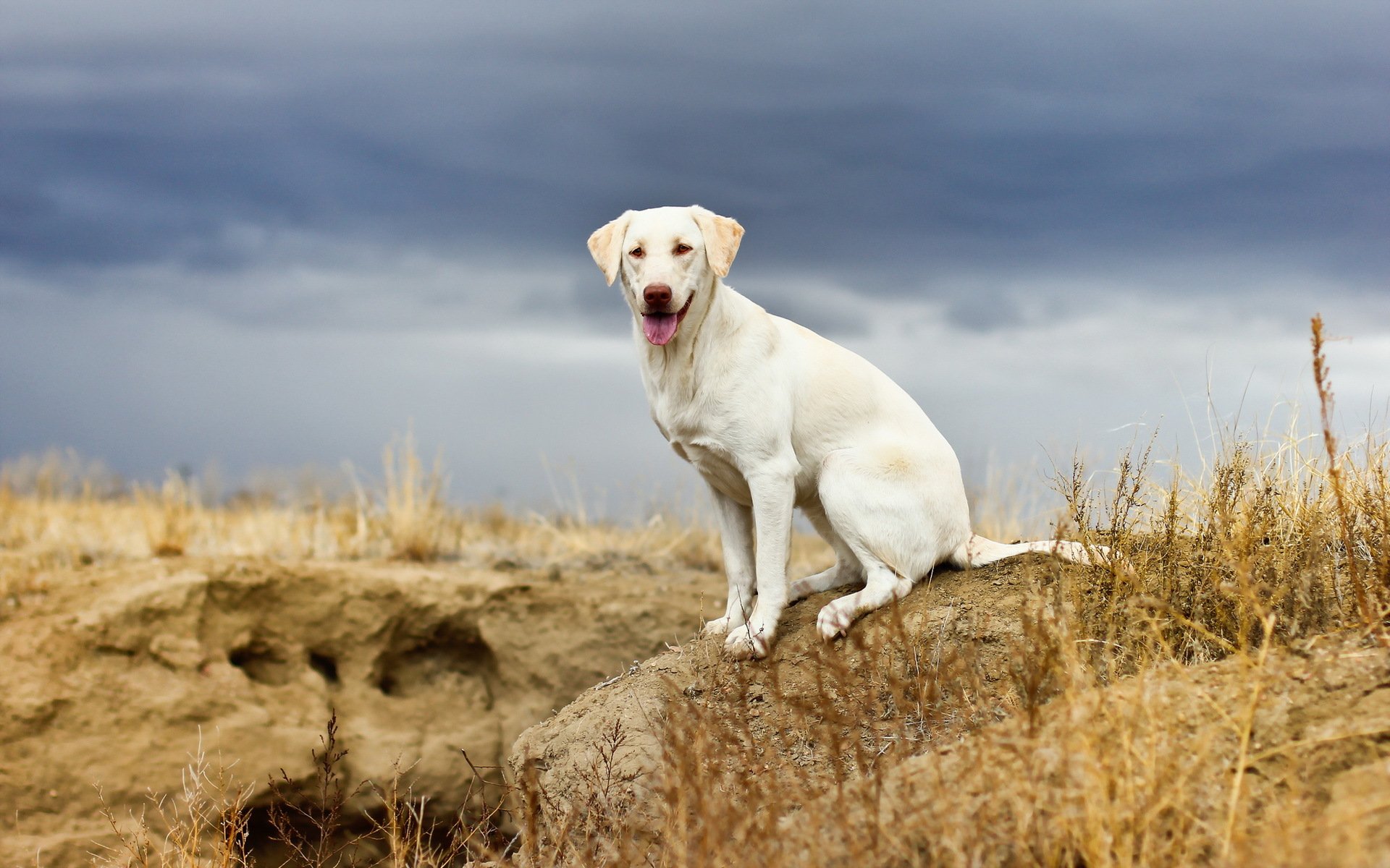 perro mirada amigo