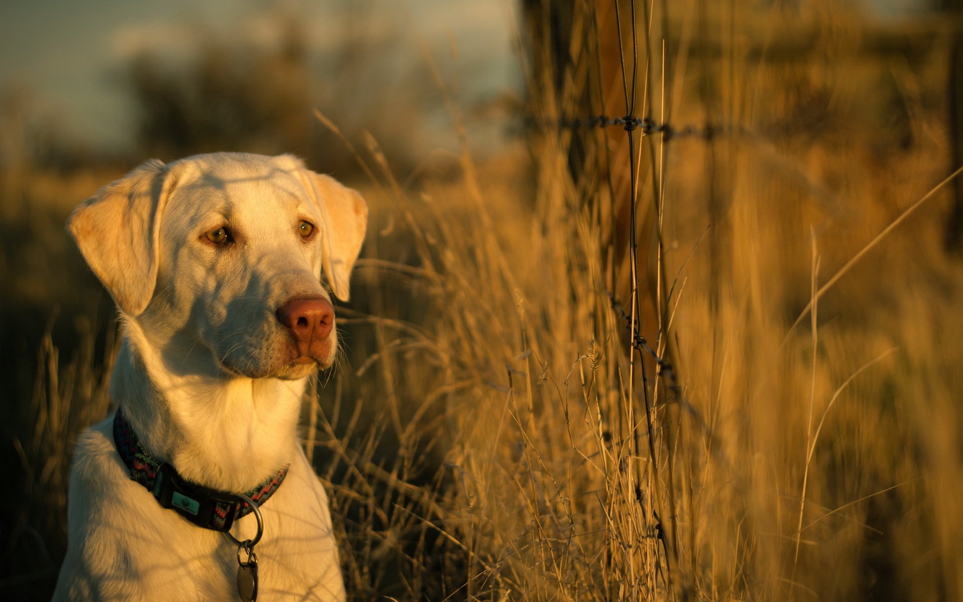 dog other fence sunset light