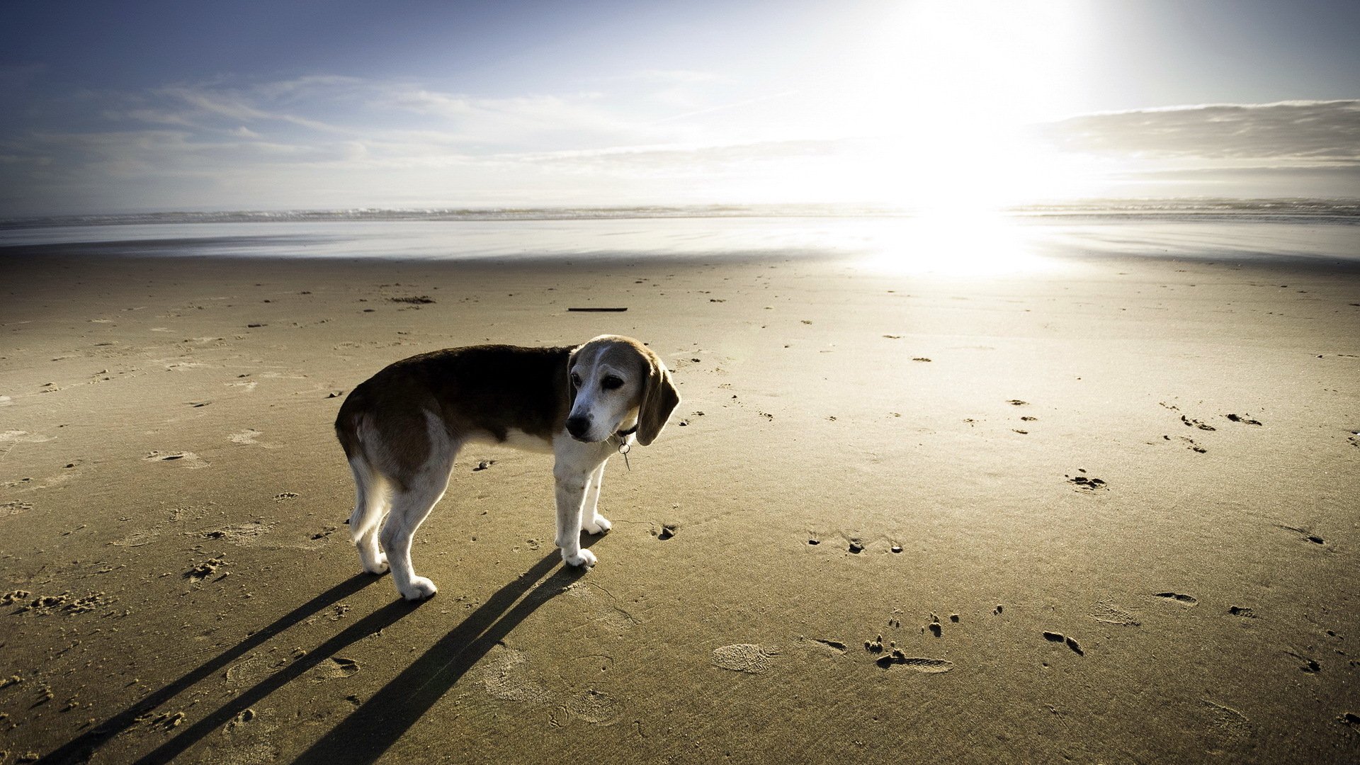 dog sea background