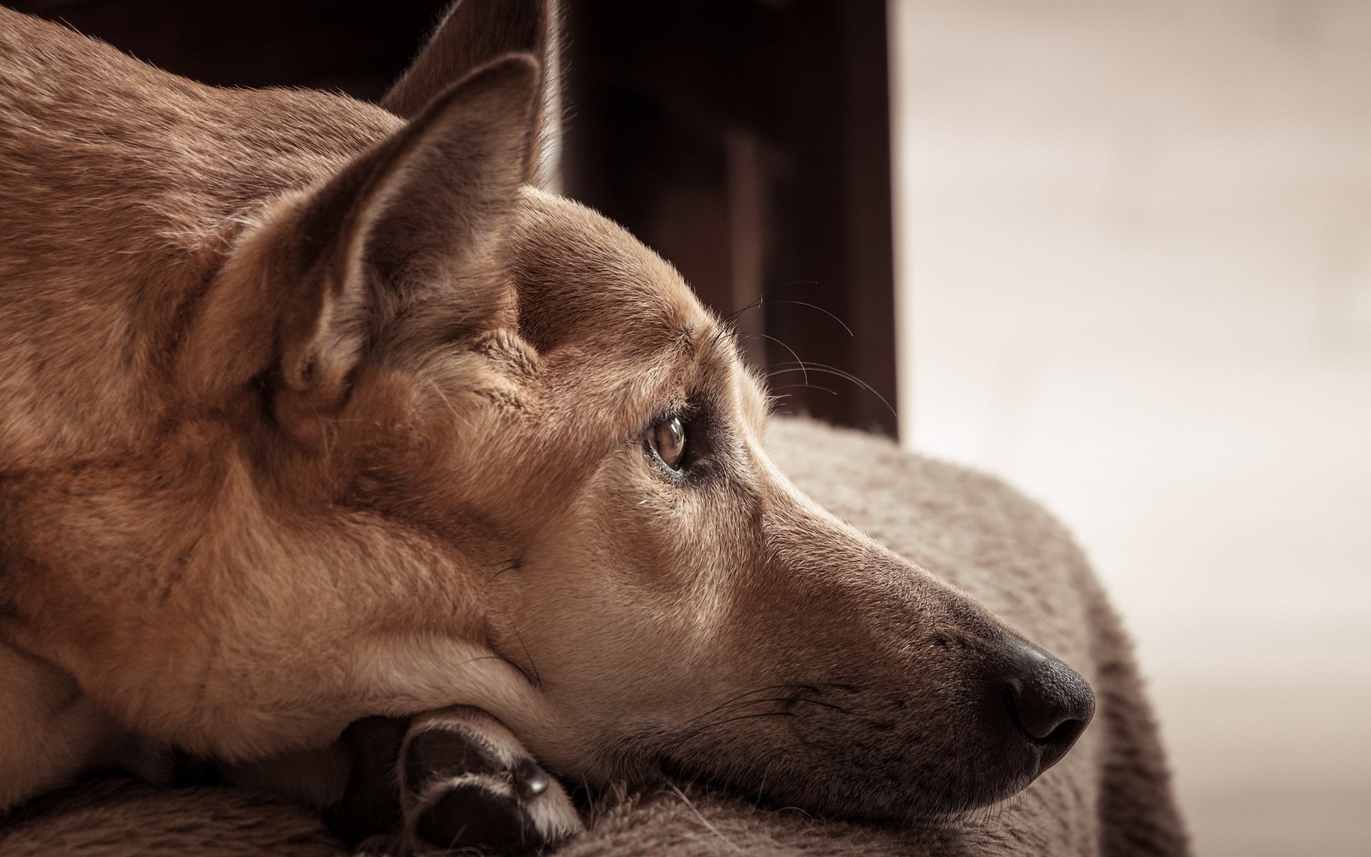 chien regard ami