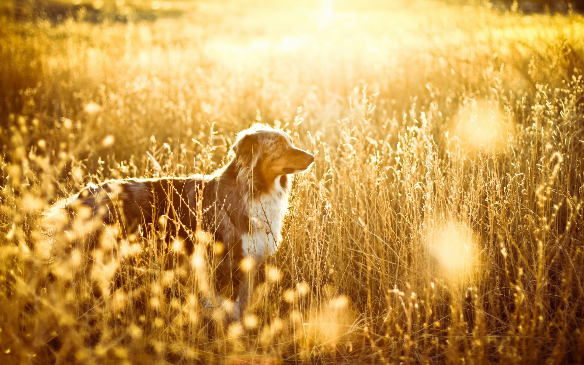 chien champ lumière