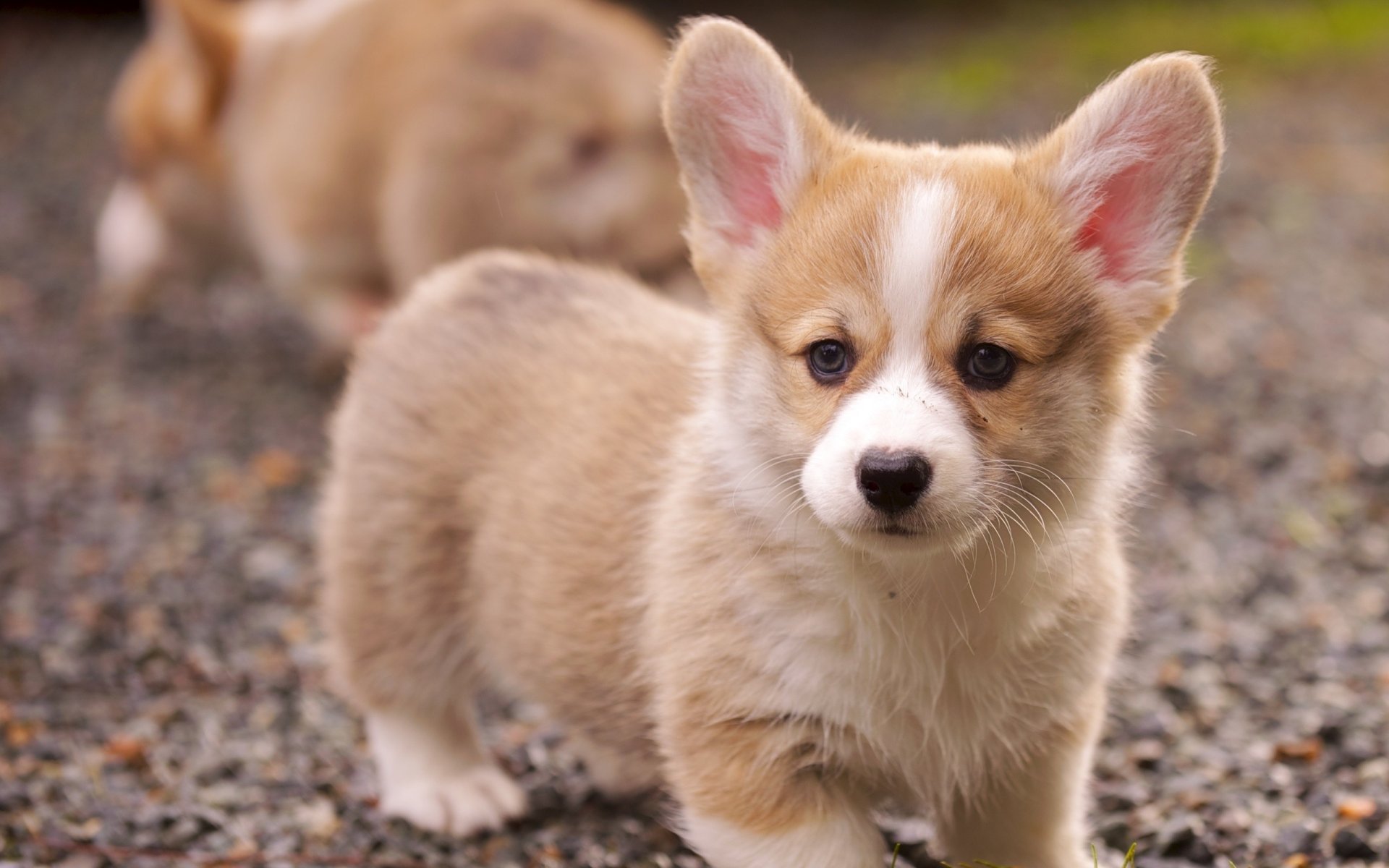 chien chiot corgi