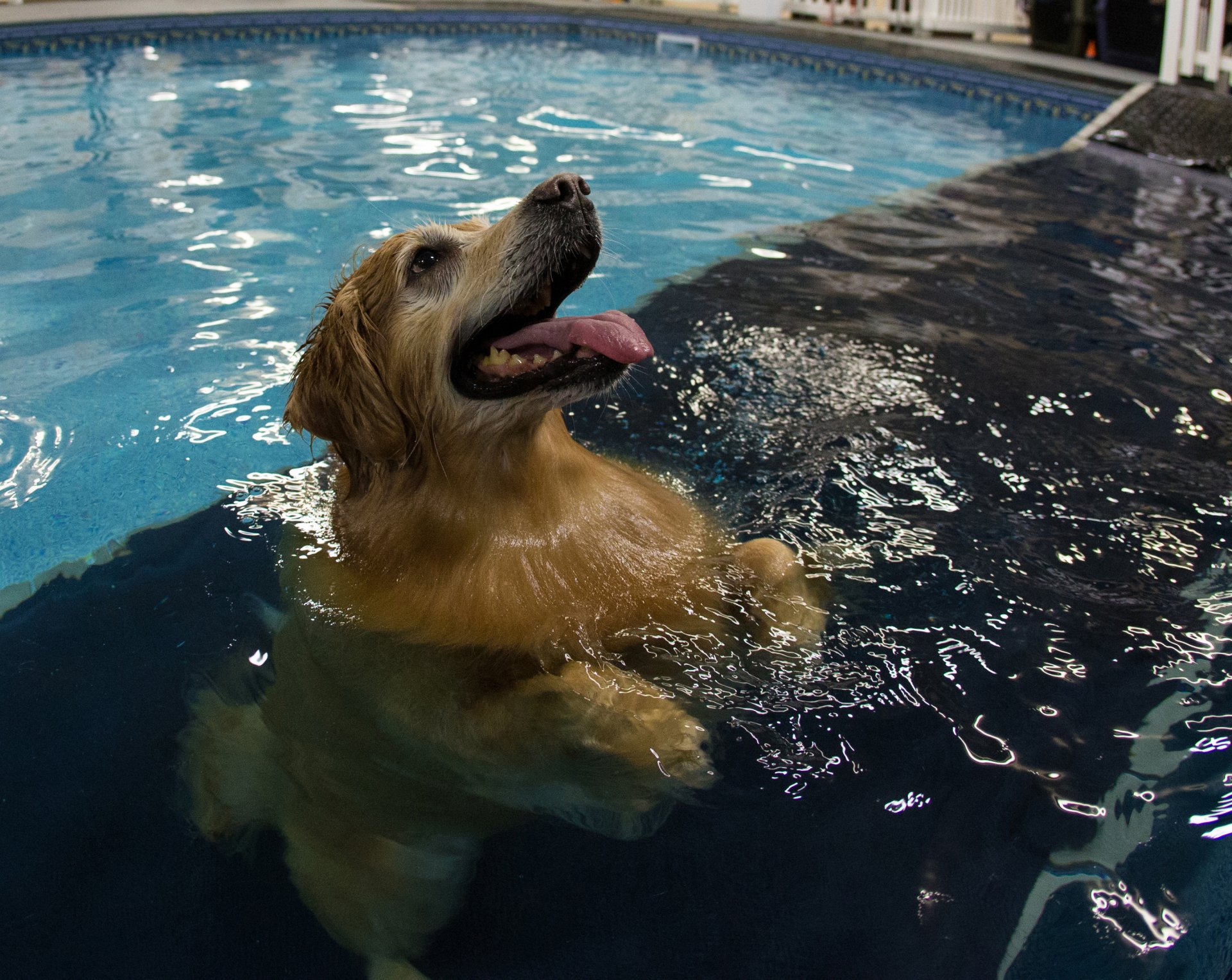 pool water transparency dog reflection blur