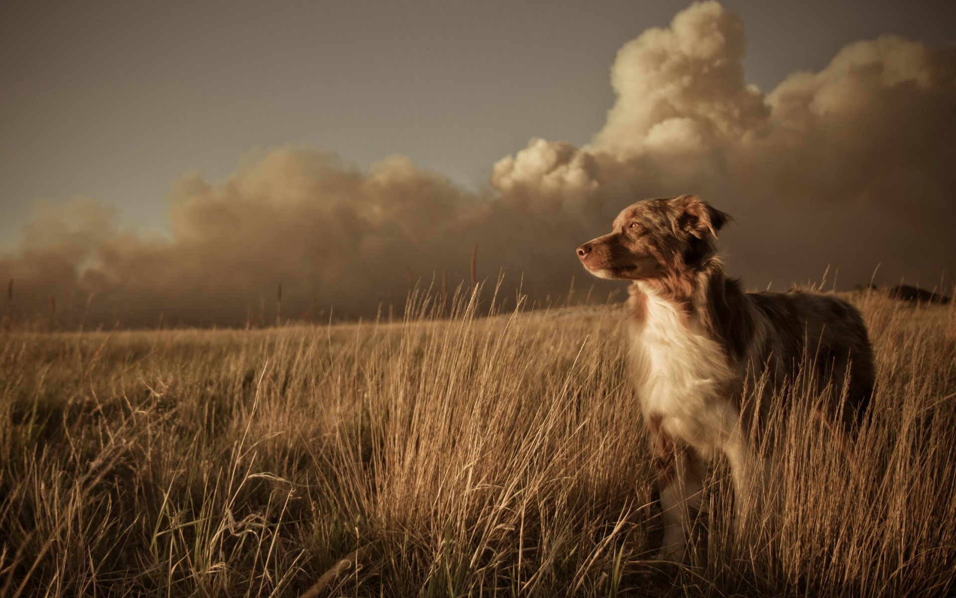 cane amico campo tramonto paesaggio