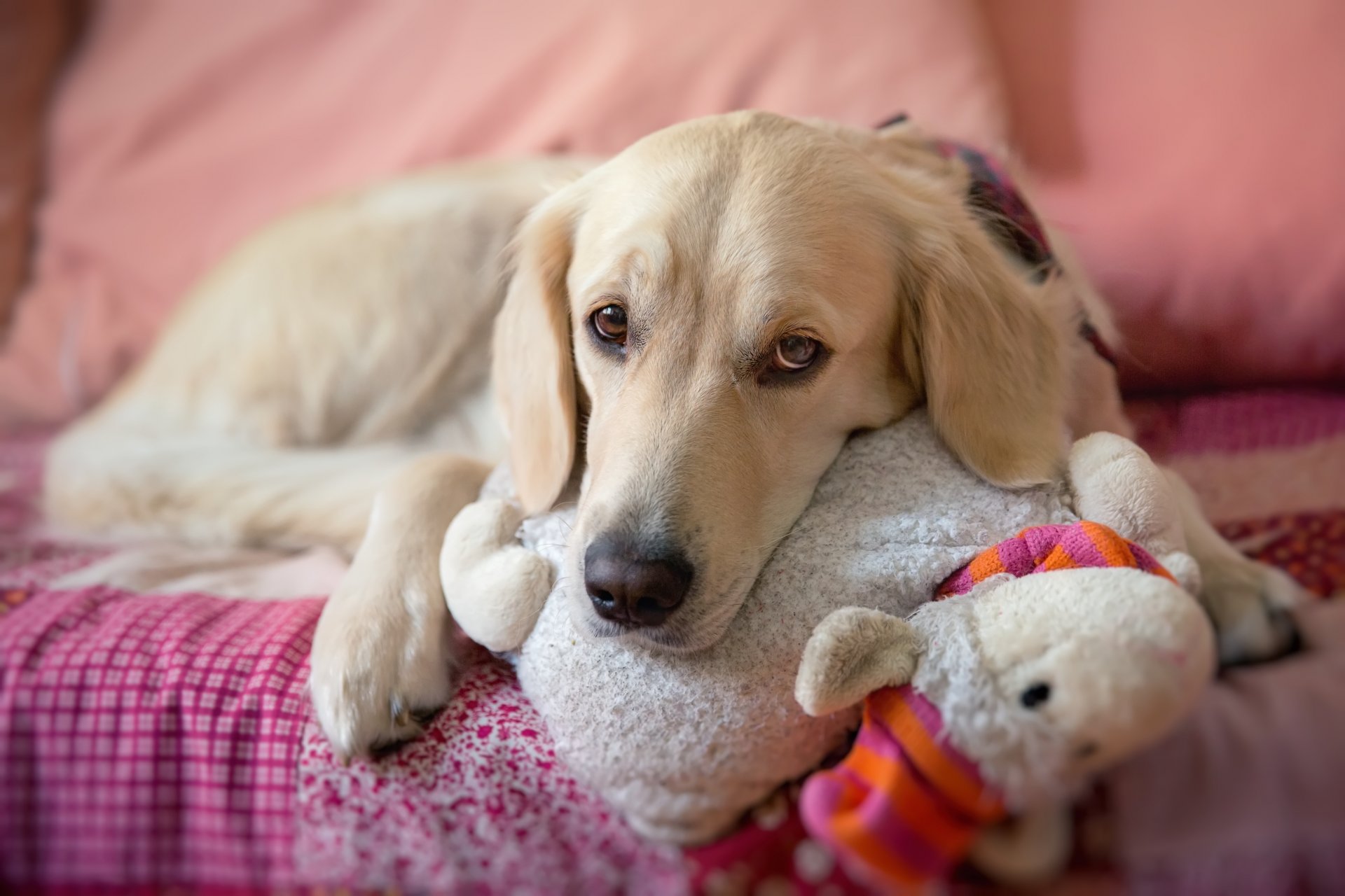 hund hund blick traurig spielzeug liegt bett