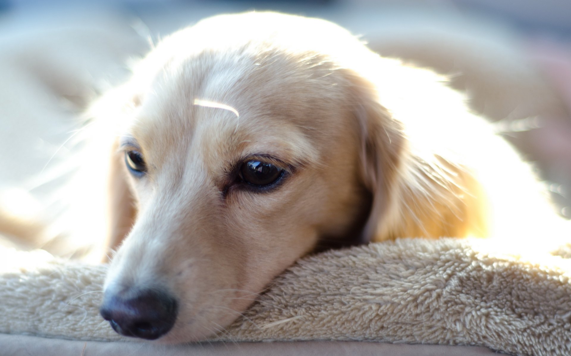 cane sguardo amico tristezza