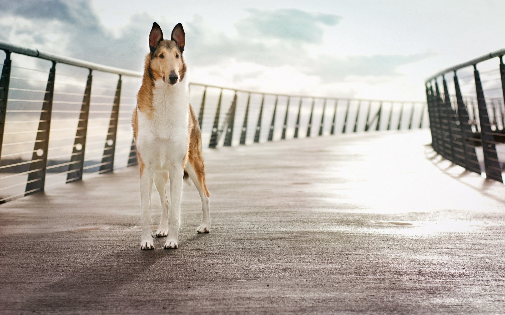 hund brücke hintergrund