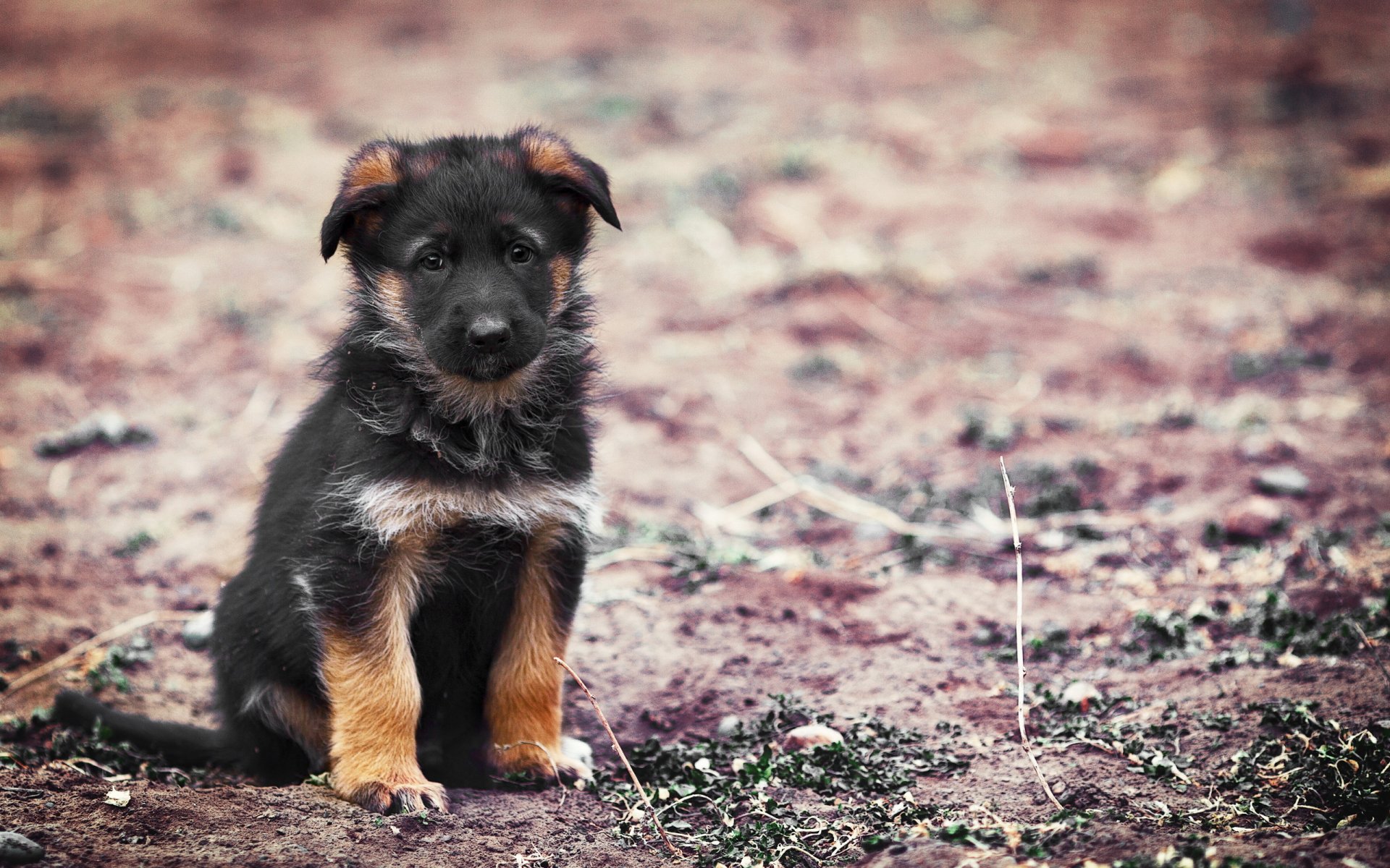 hund welpe hintergrund