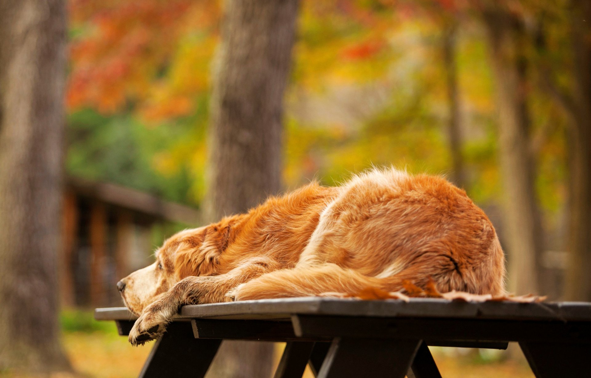 perro retriever dorado miente mesa naturaleza otoño árboles