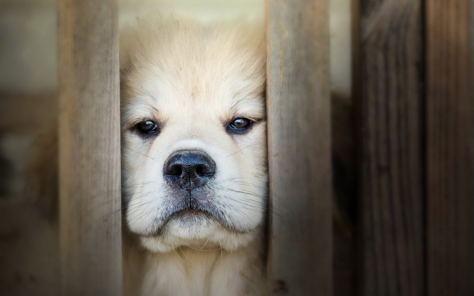 hund blick freund