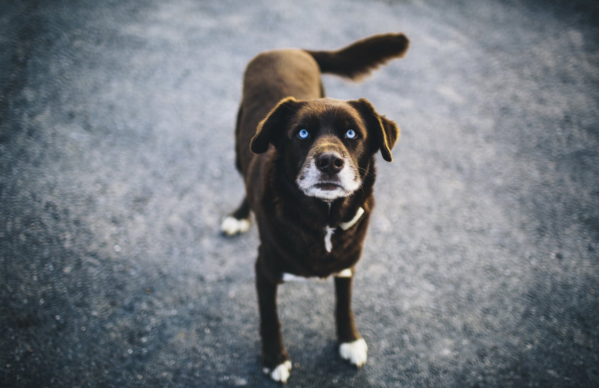 chien bleu vue bokeh yeux bleus