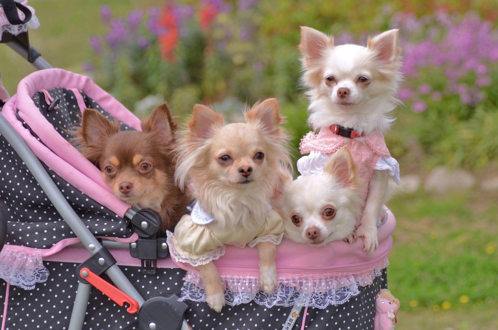 chihuahua stroller walk