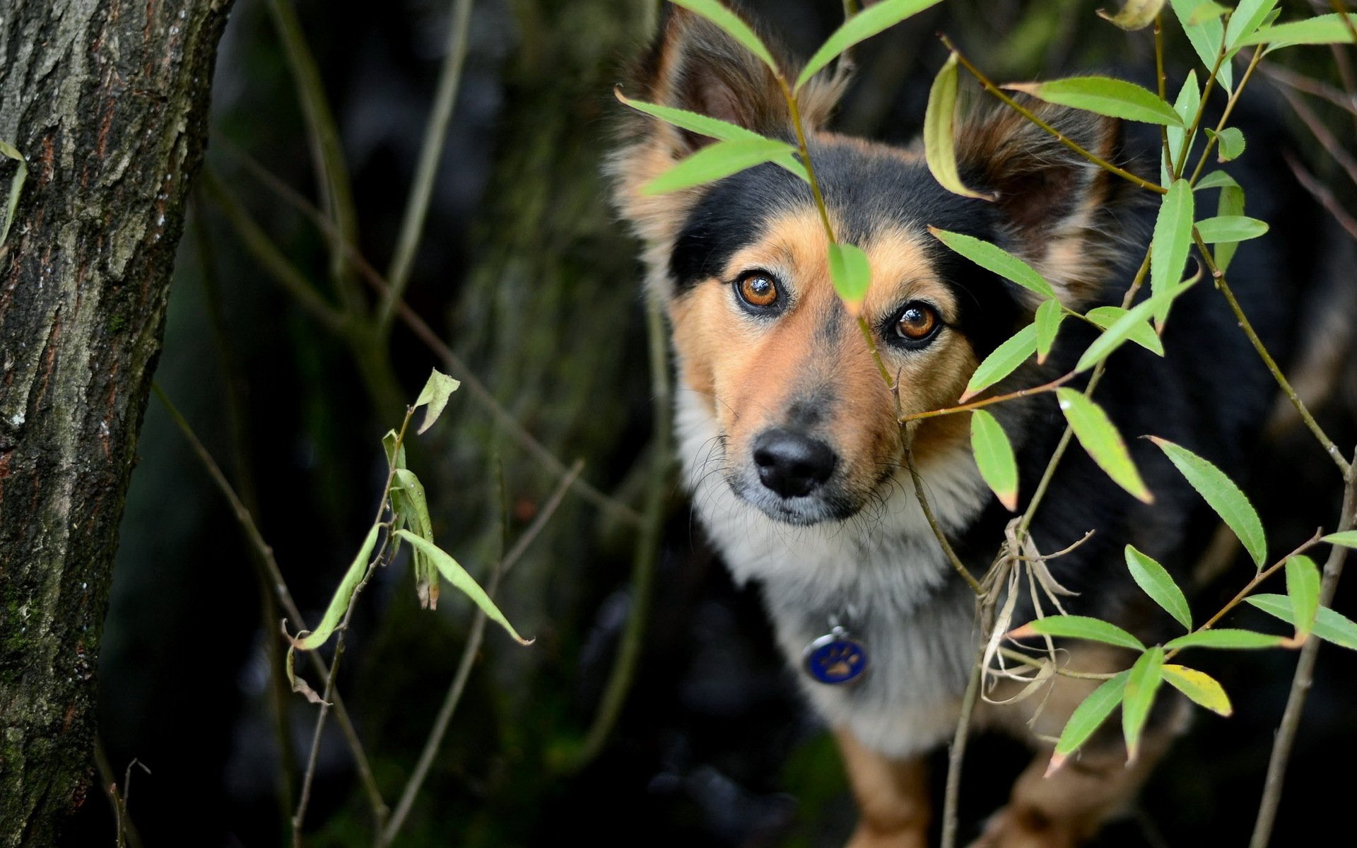 chien regard ami