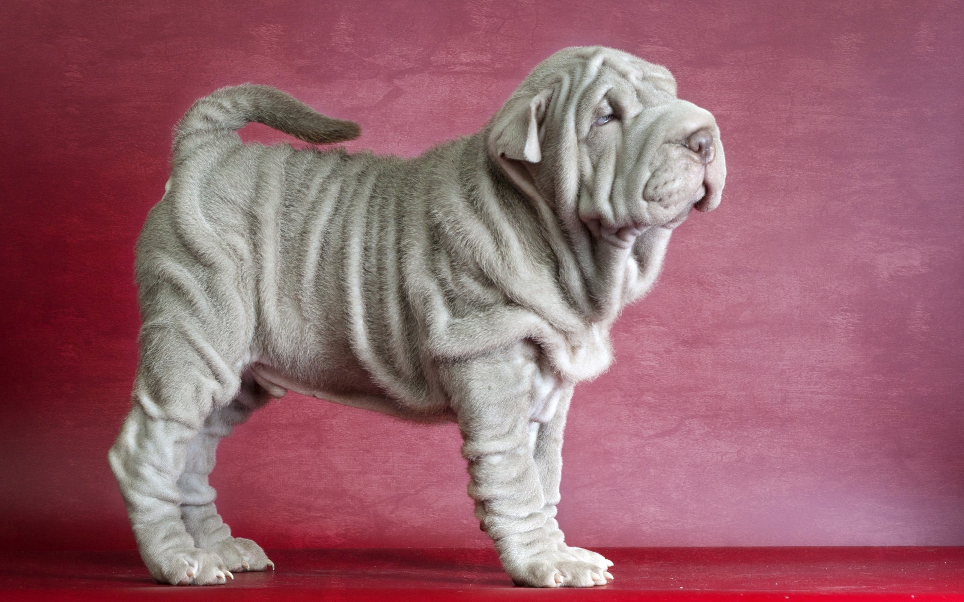 sharpei chien ami