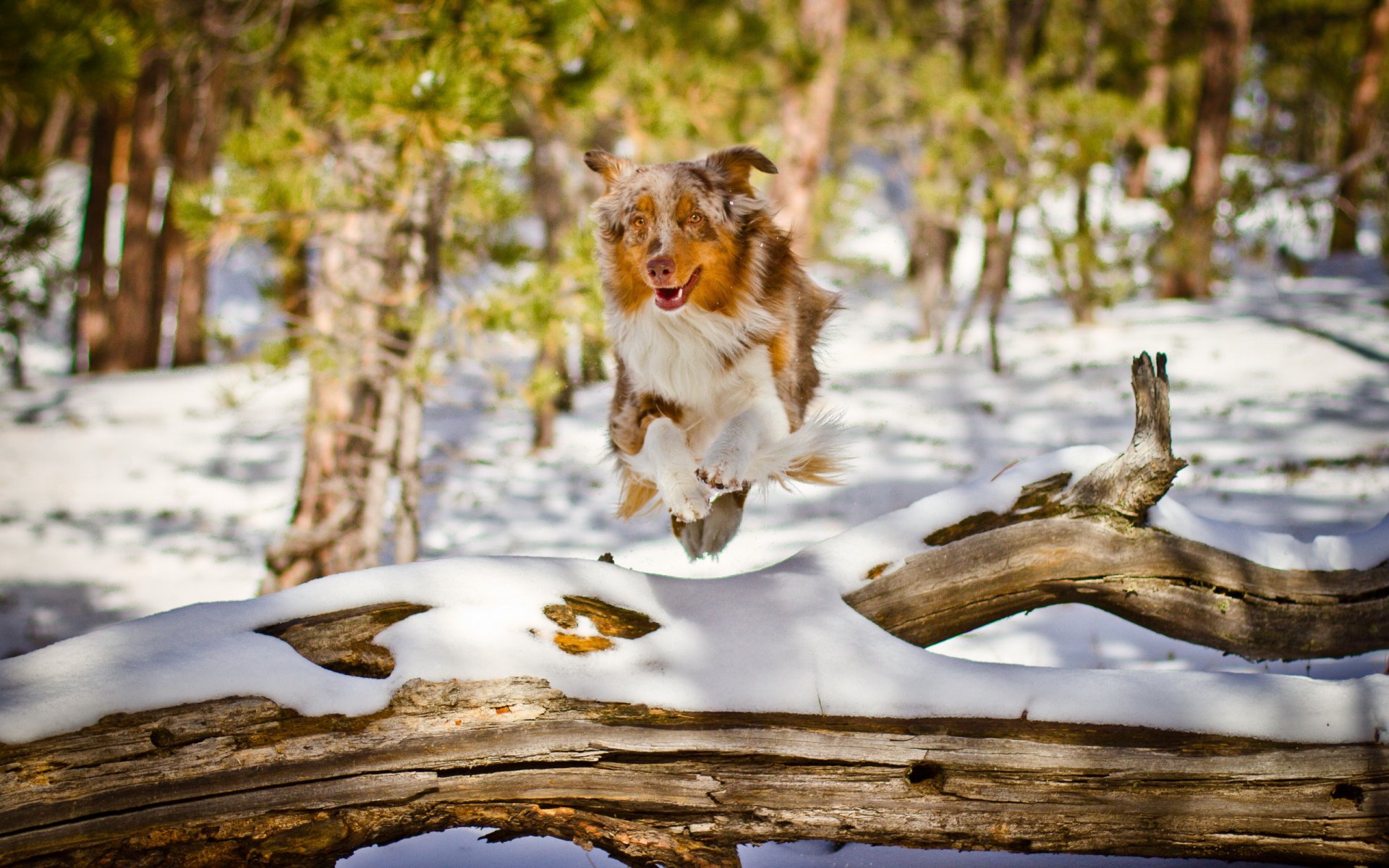 perro amigo naturaleza