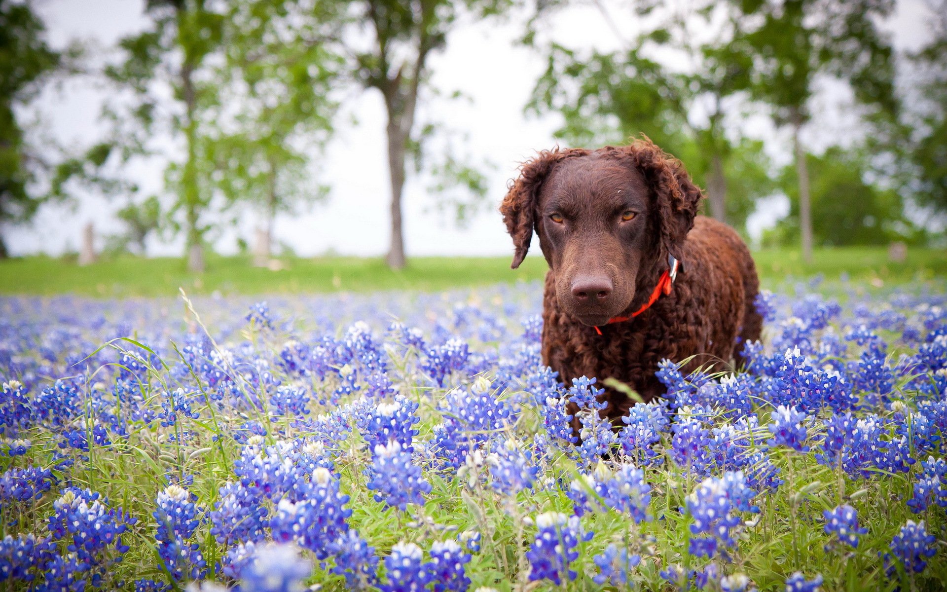 chien fleurs nature