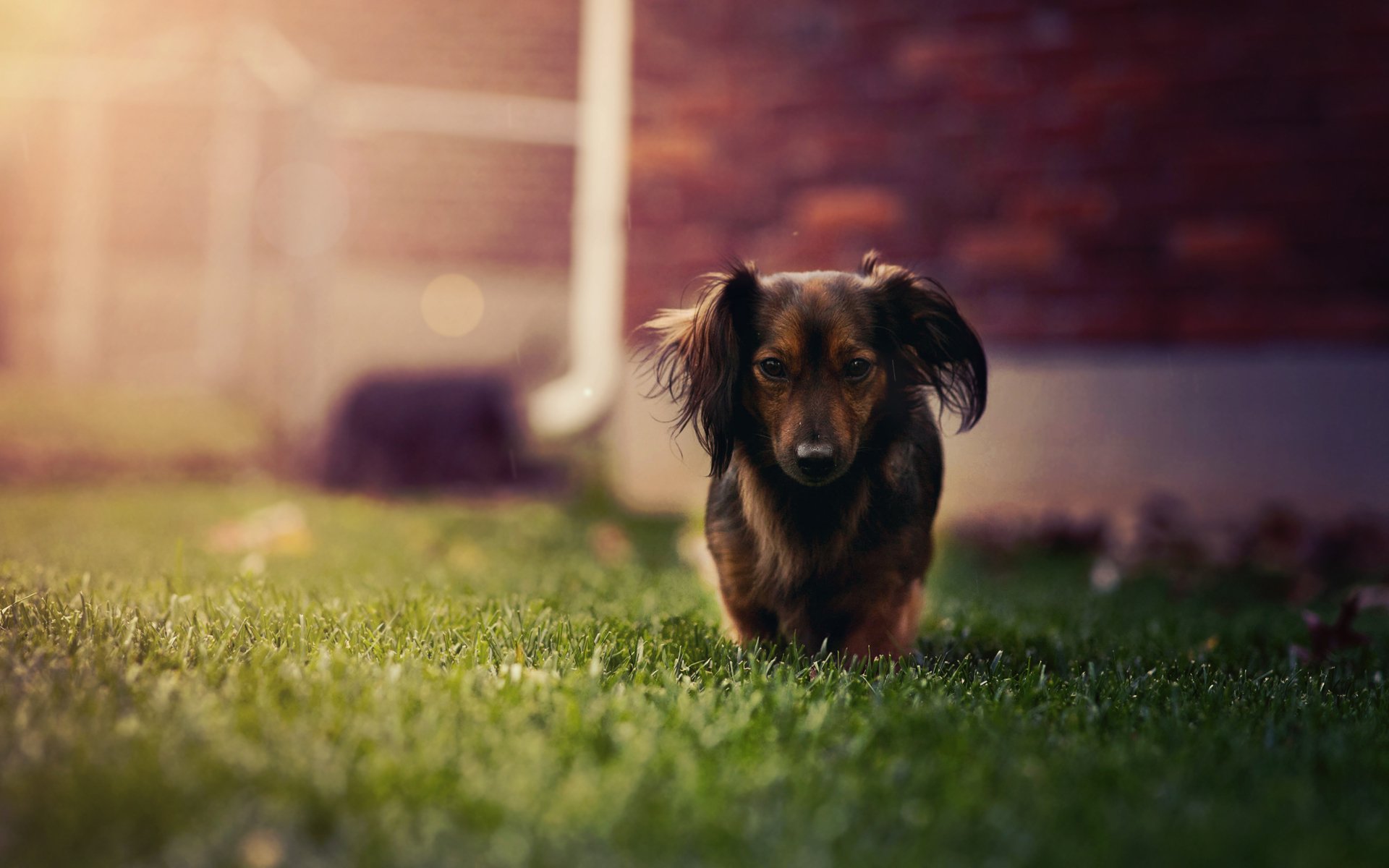 perro dachshund hierba