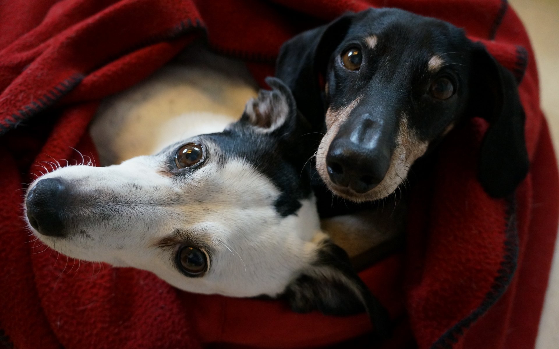 chiens amis maison