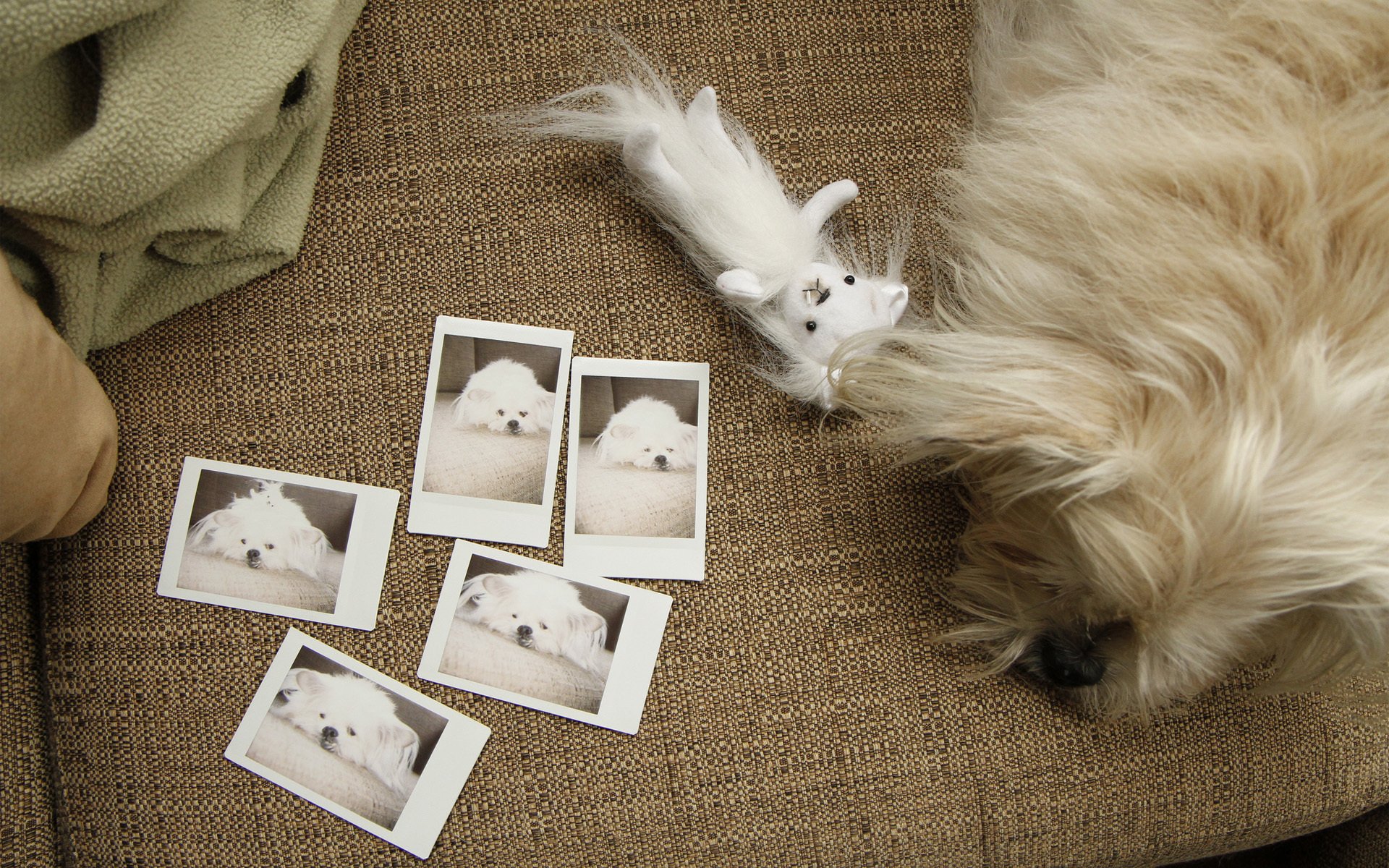 hund weiß draufsicht fotos sofa spielzeug