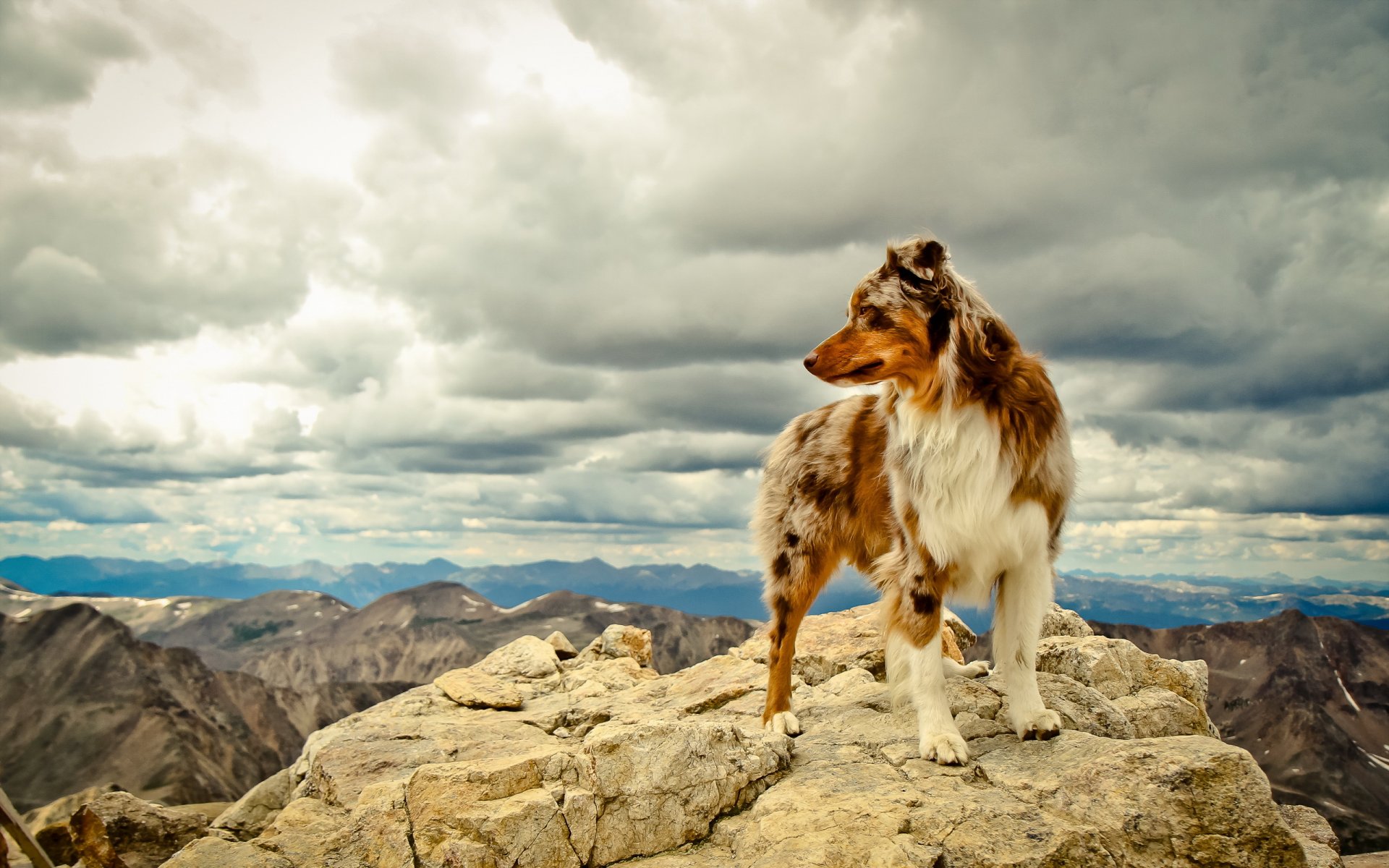 chien ami montagnes