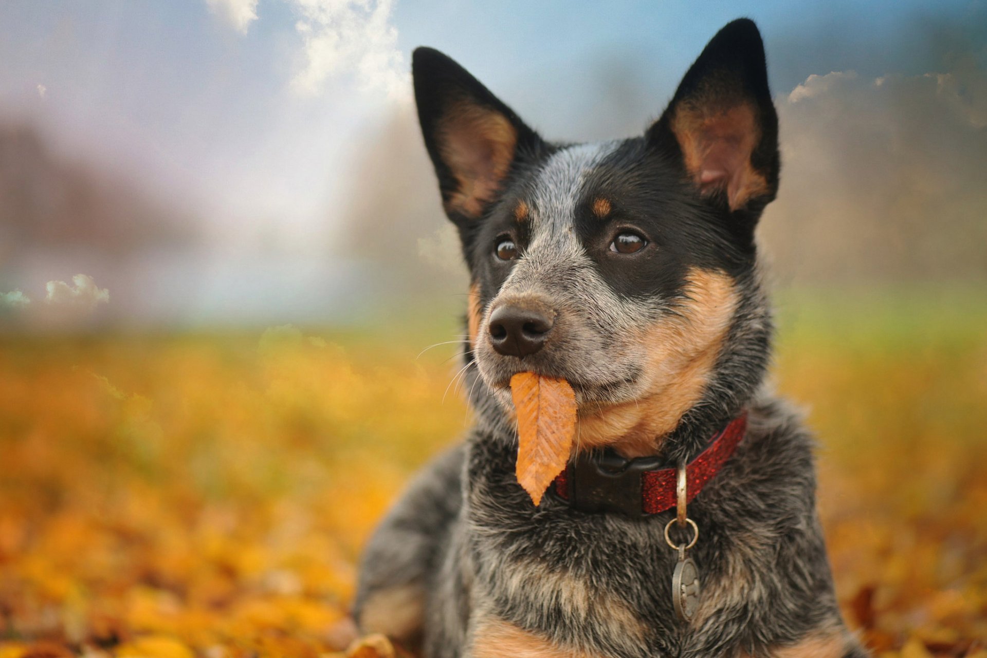 autumn leaves dog portrait