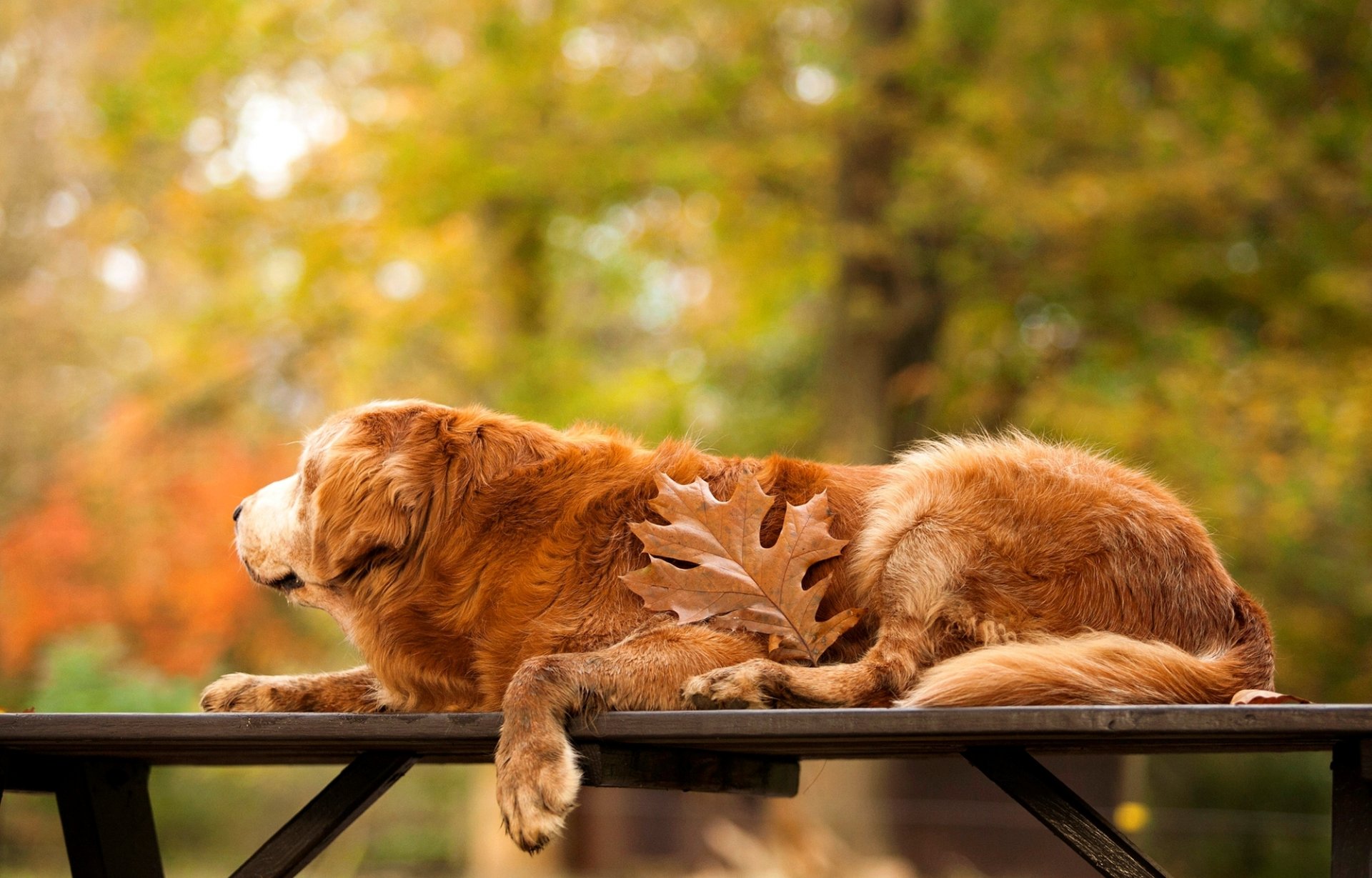 retriever doré chien feuille table automne nature arbres