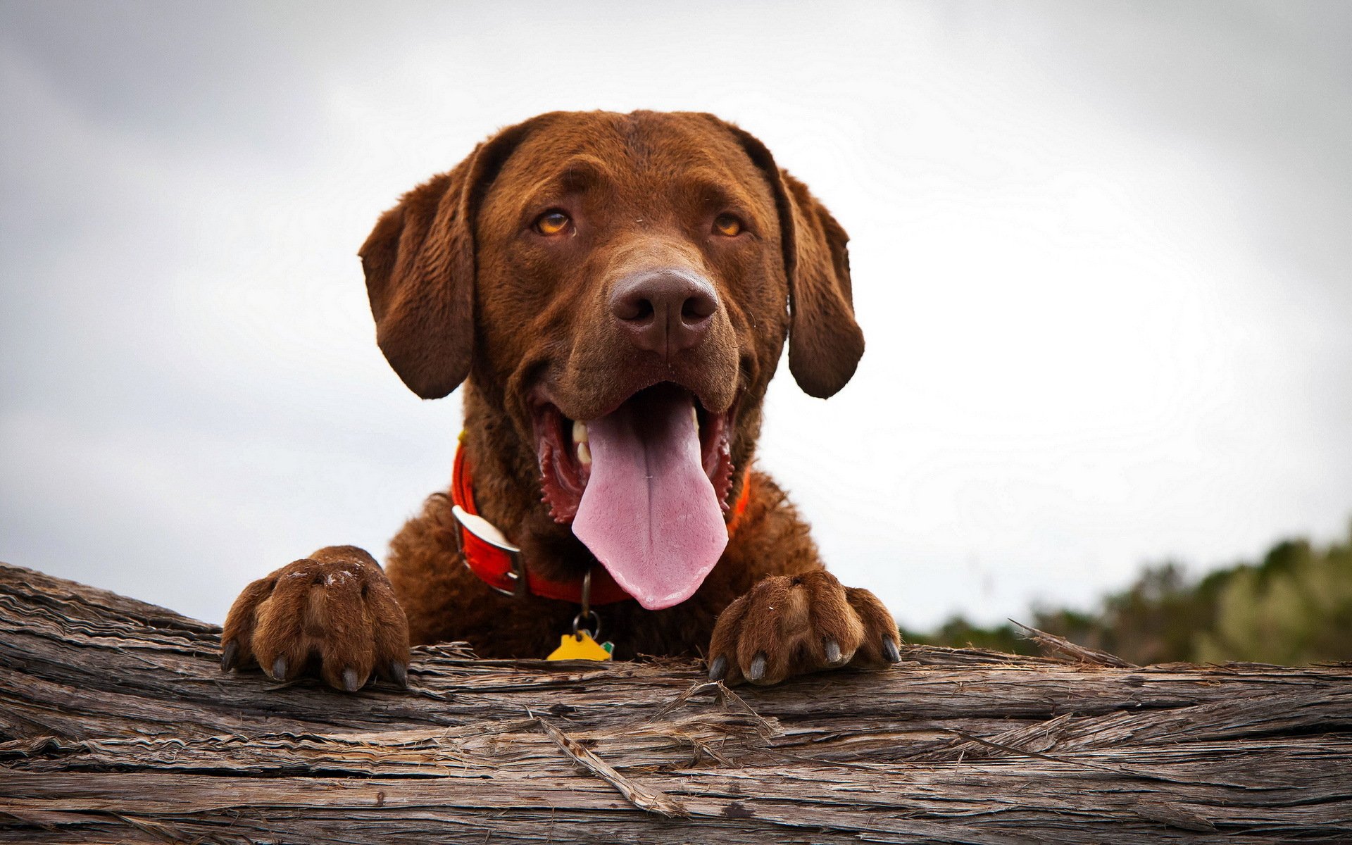 perro amigo mirada