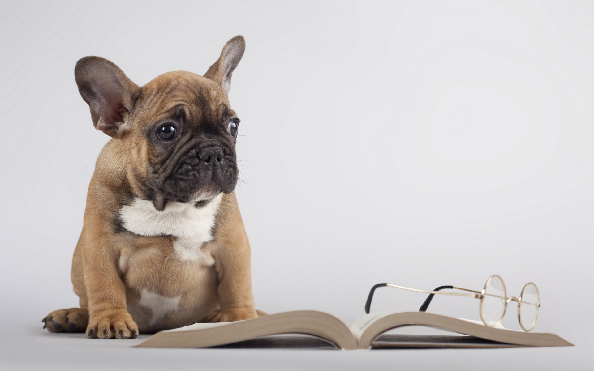 chien livre lunettes