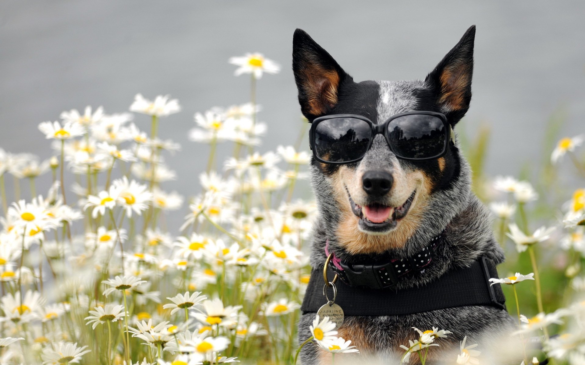 chien lunettes marguerites