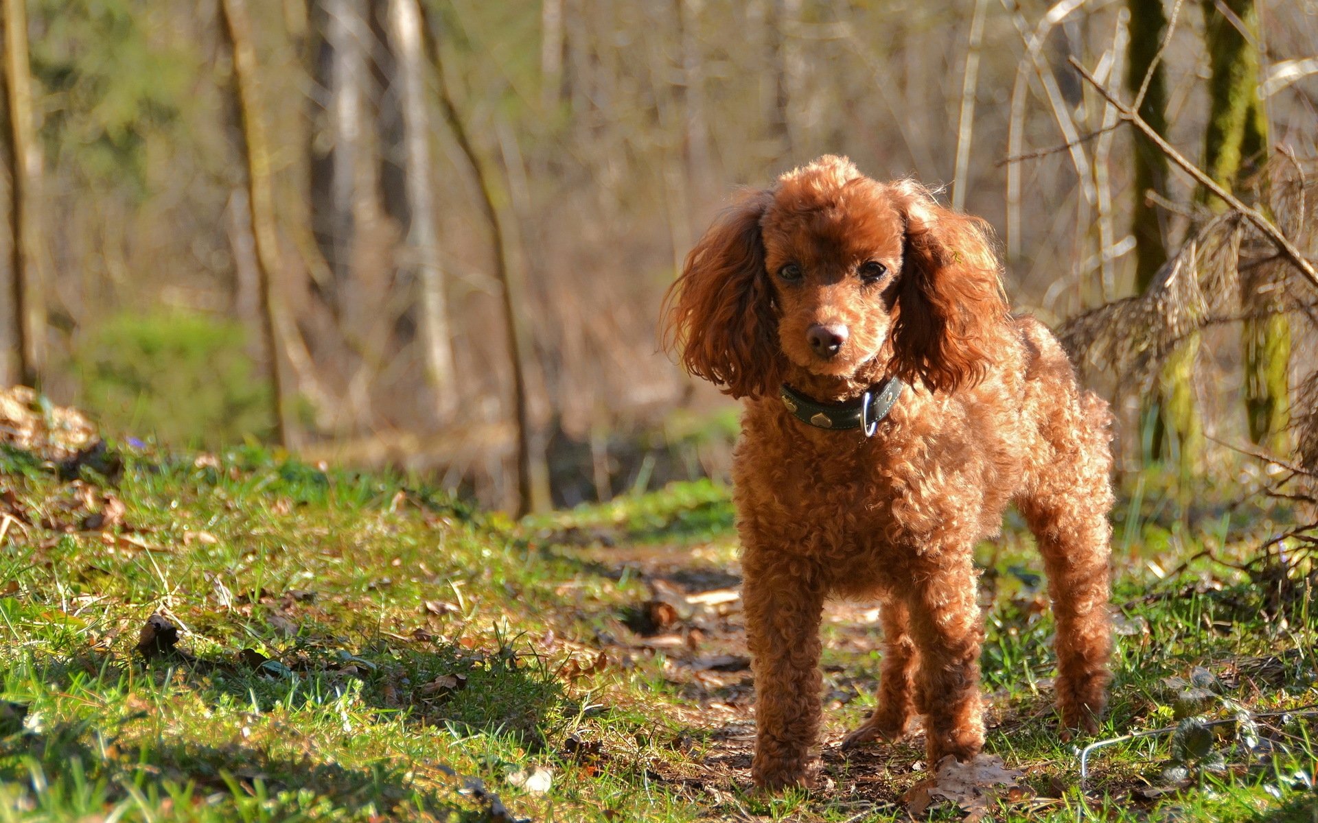 dog poodle nature