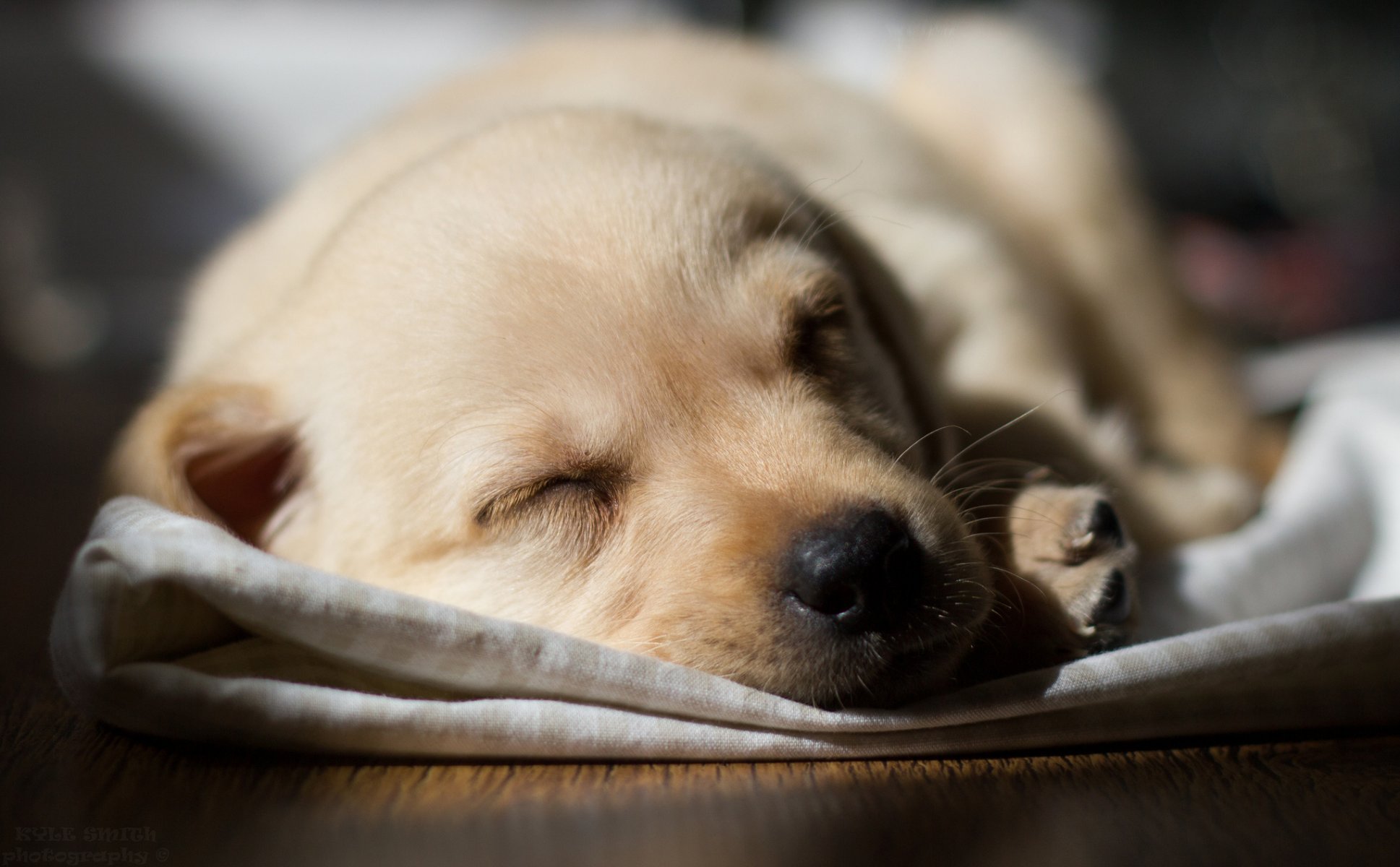 cane labrador cucciolo.dorme