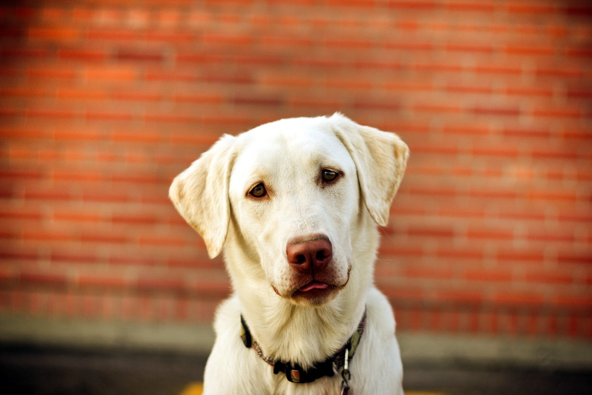 perro mirada amigo