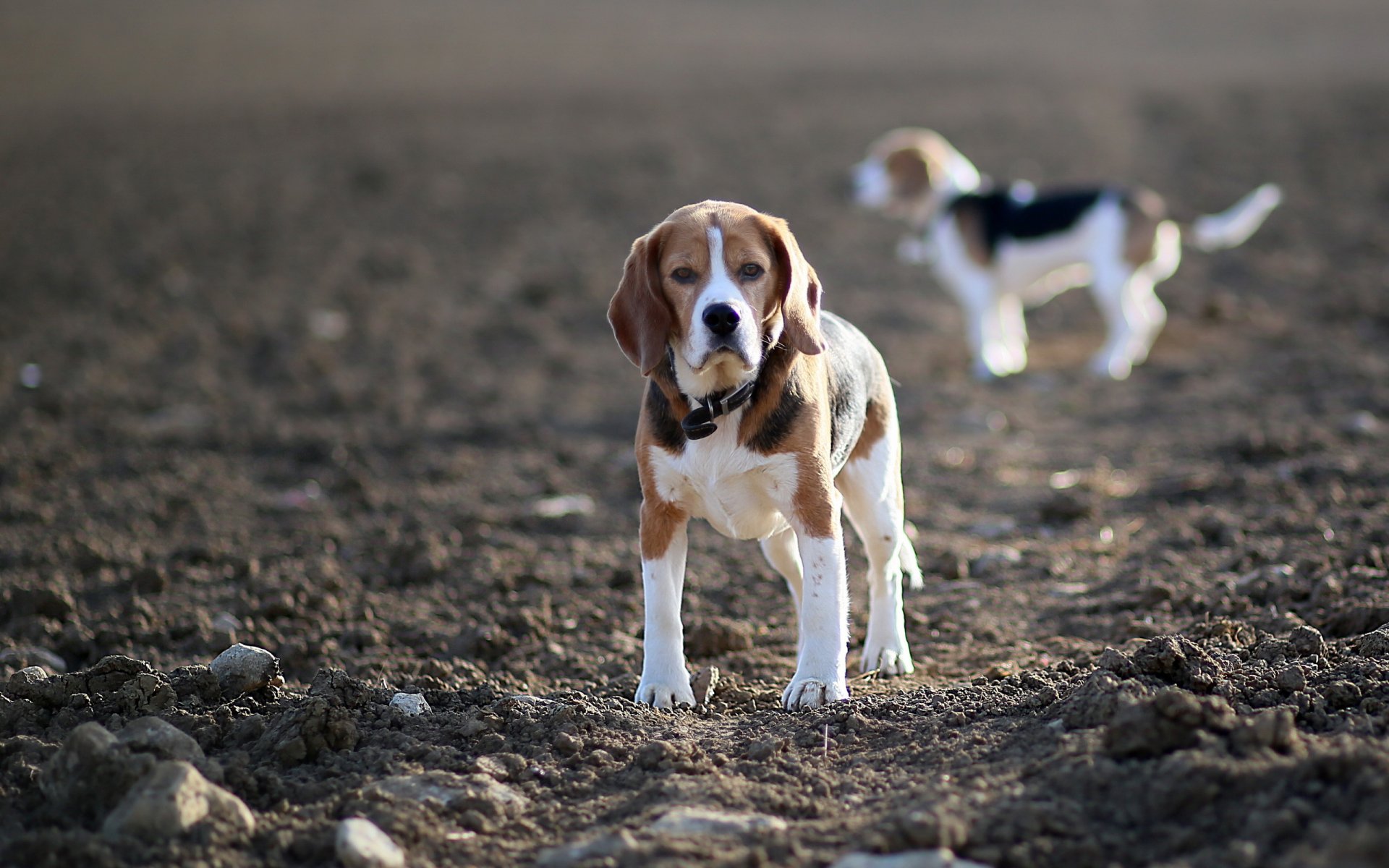 dogs beagles the field