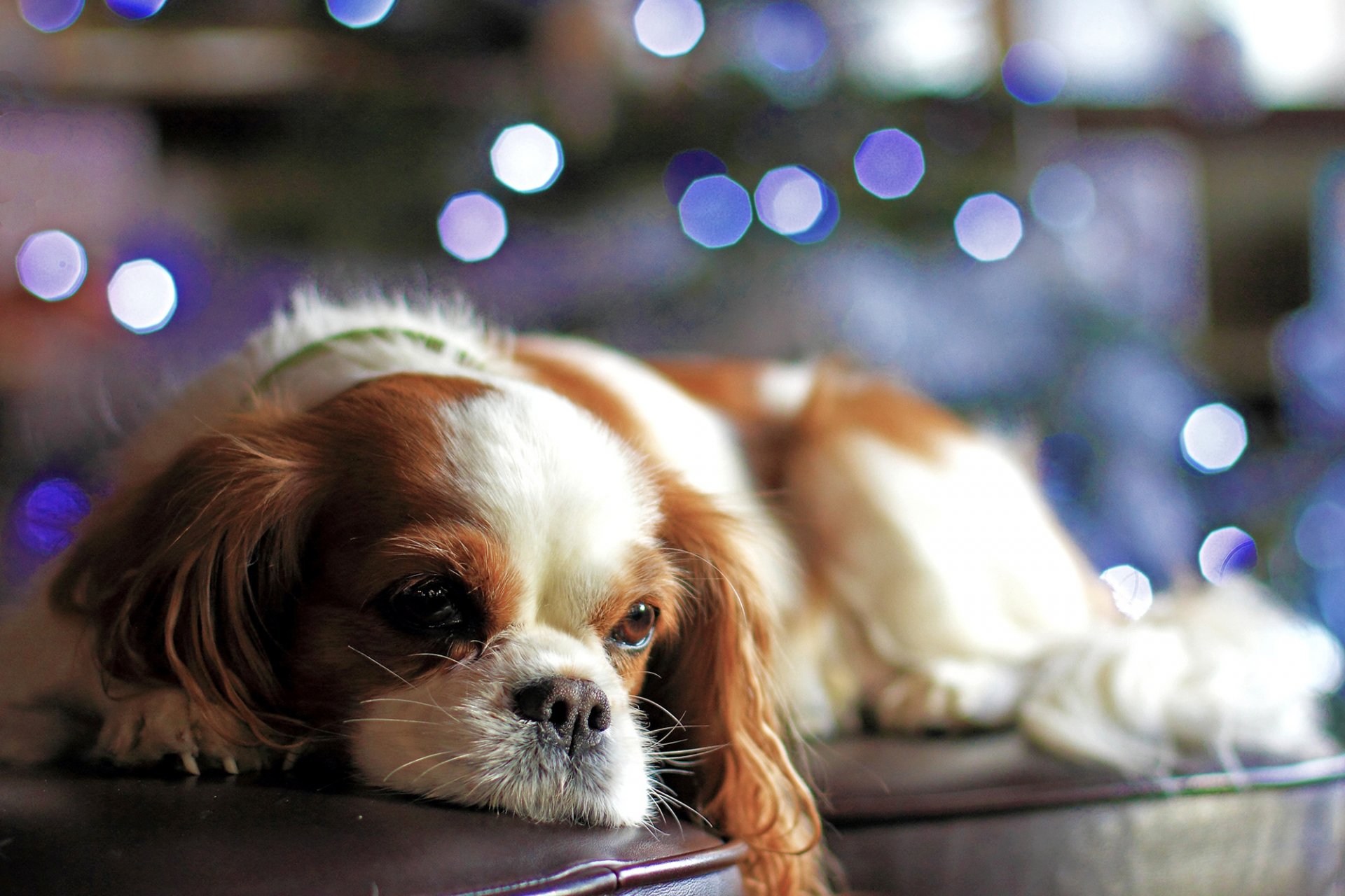 perro cachorro mirada sofá bokeh luces